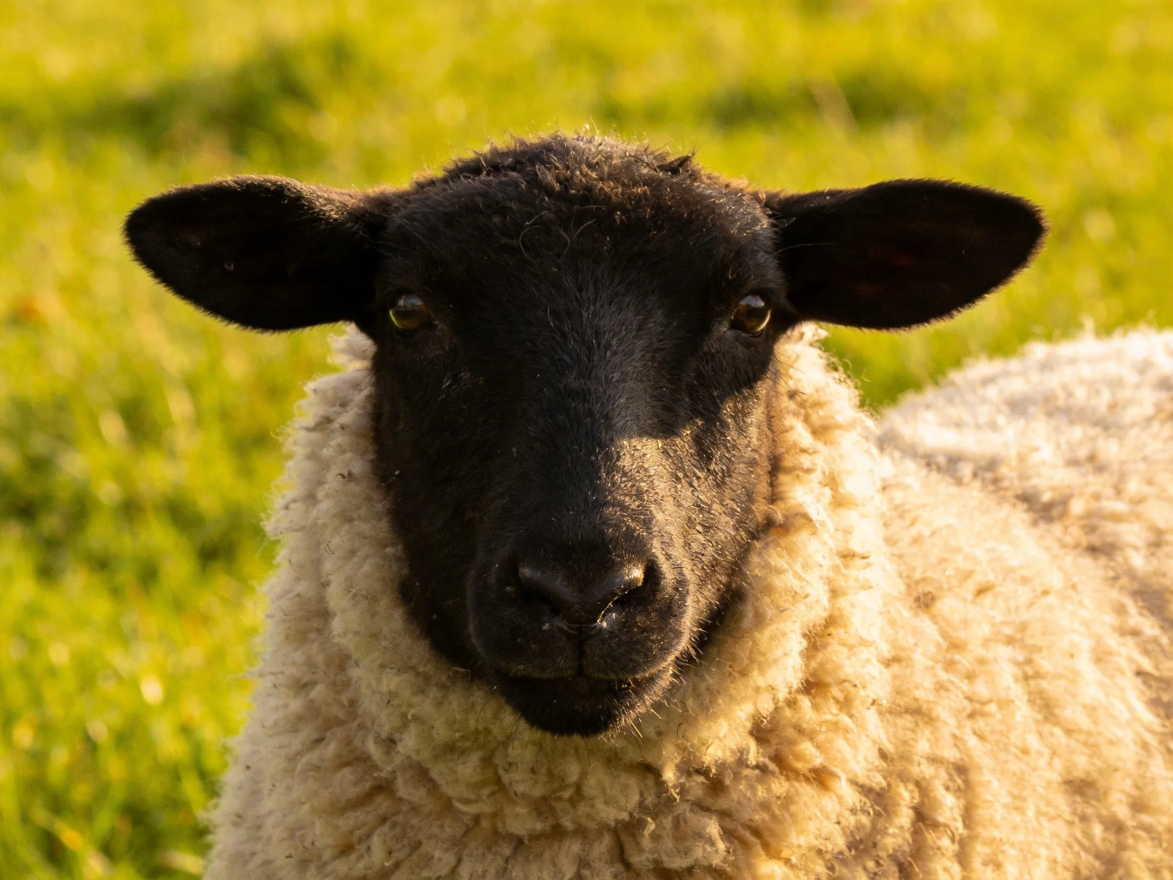 A black-faced sheep with thick cream wool in a sunlit meadow