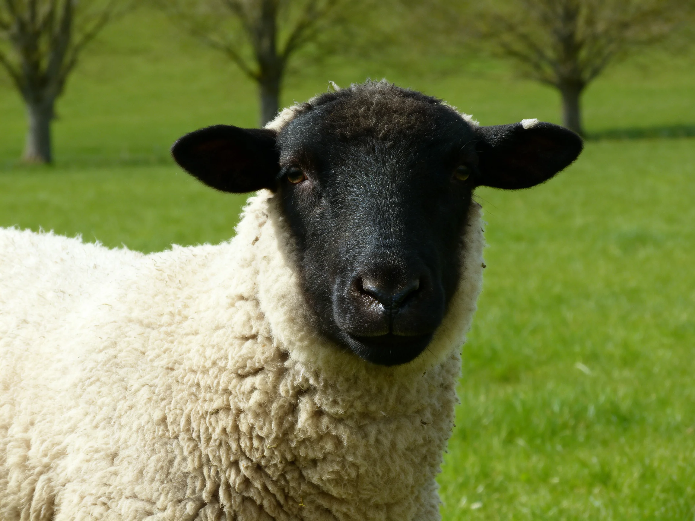 A black - faced sheep with thick white wool in a green pasture