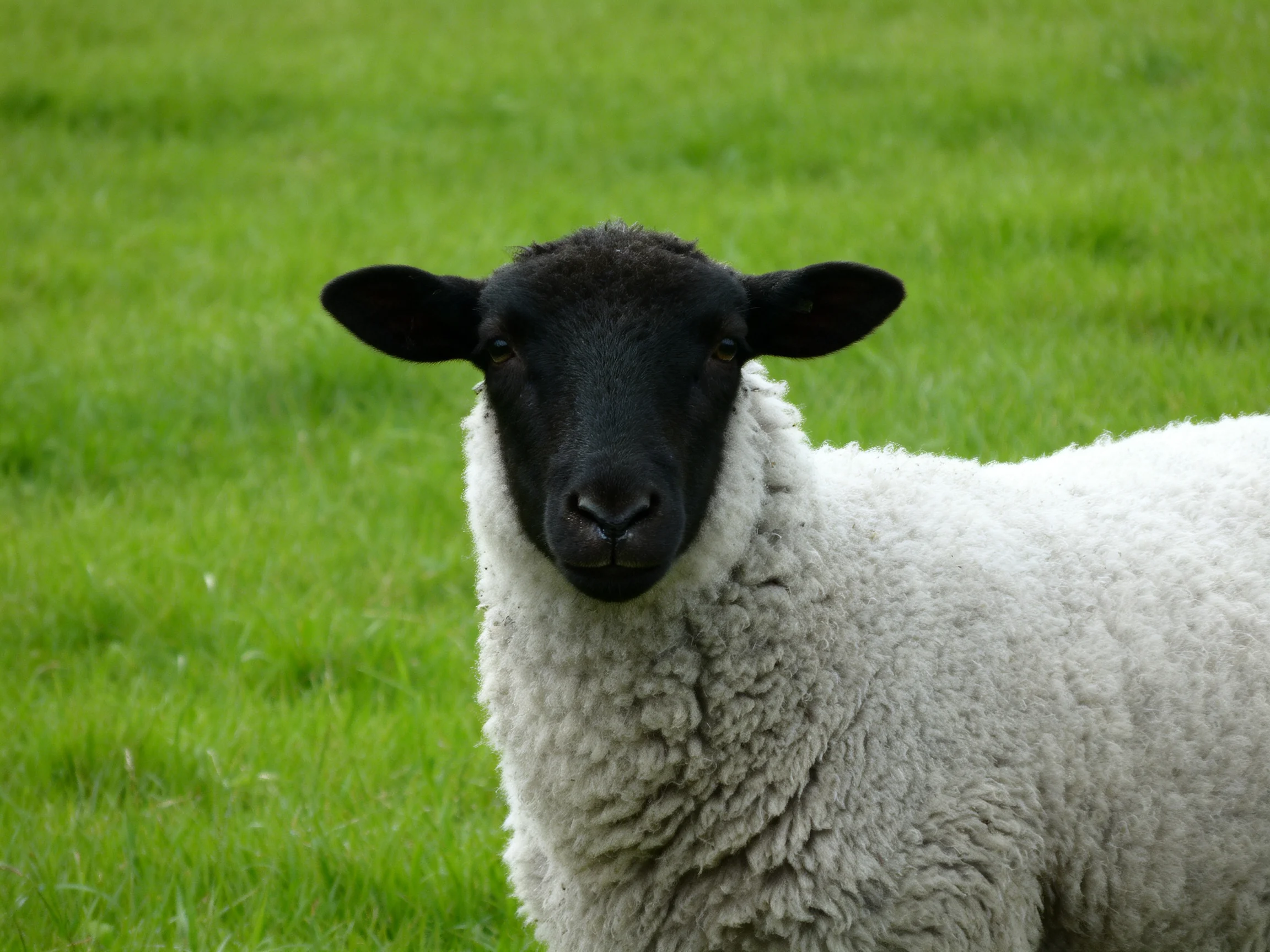 A black-faced sheep with thick white wool stands in lush green grass