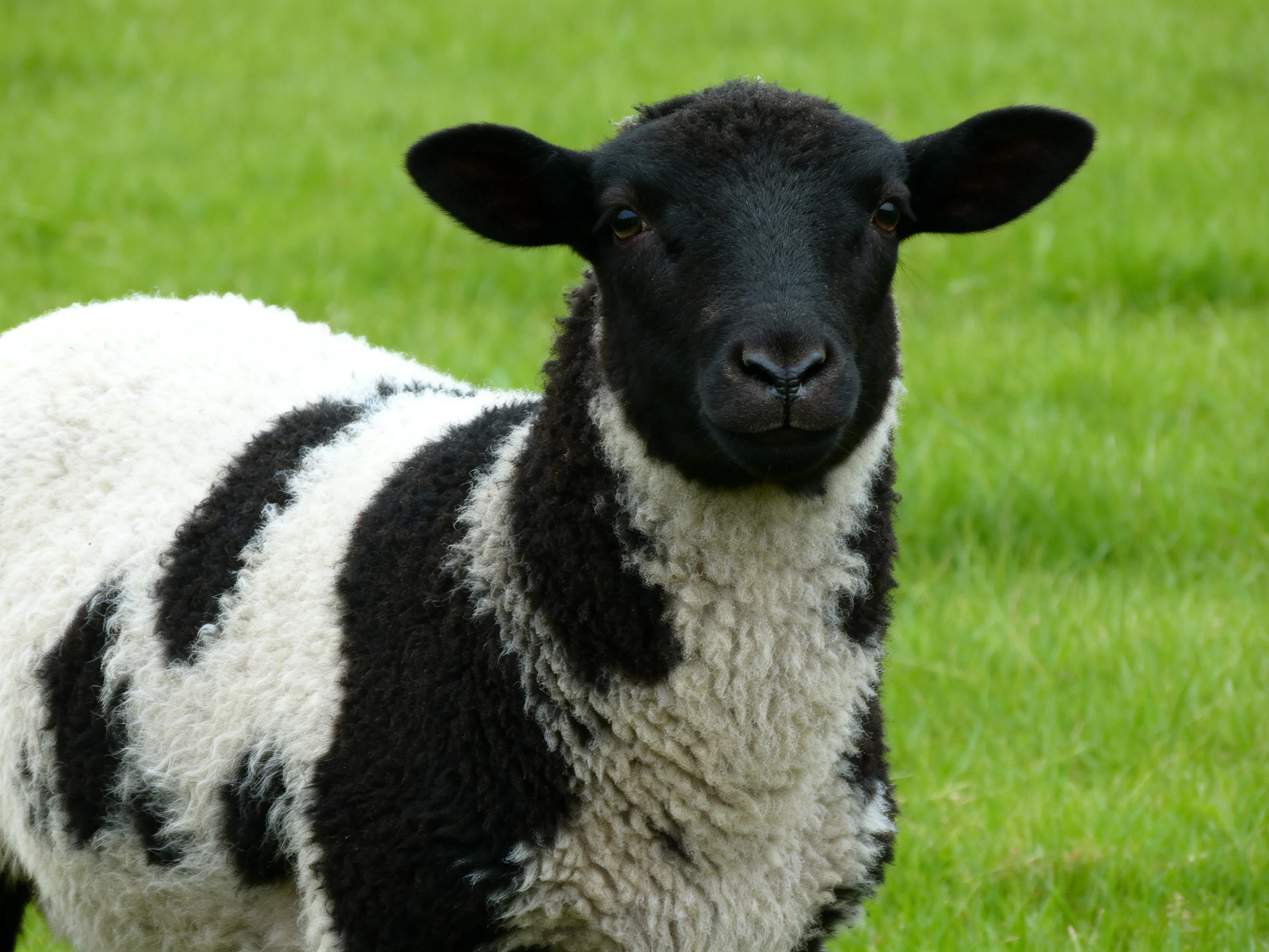 A black-faced sheep with white and black spotted wool in a green field
