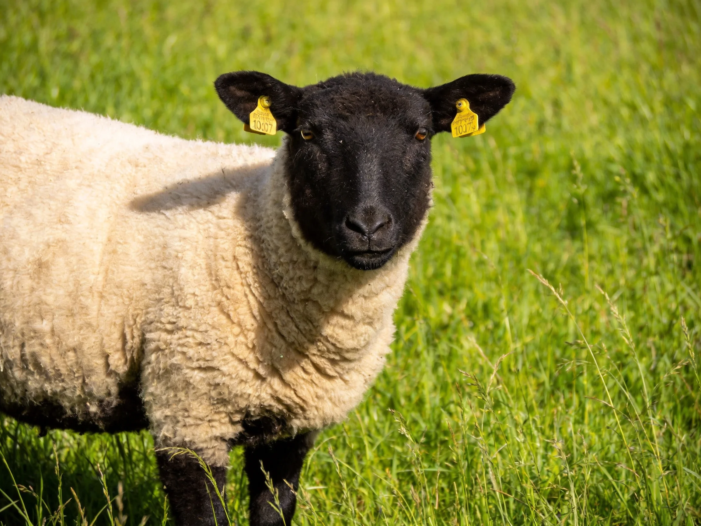 A black-faced sheep with white wool stands in lush green grass