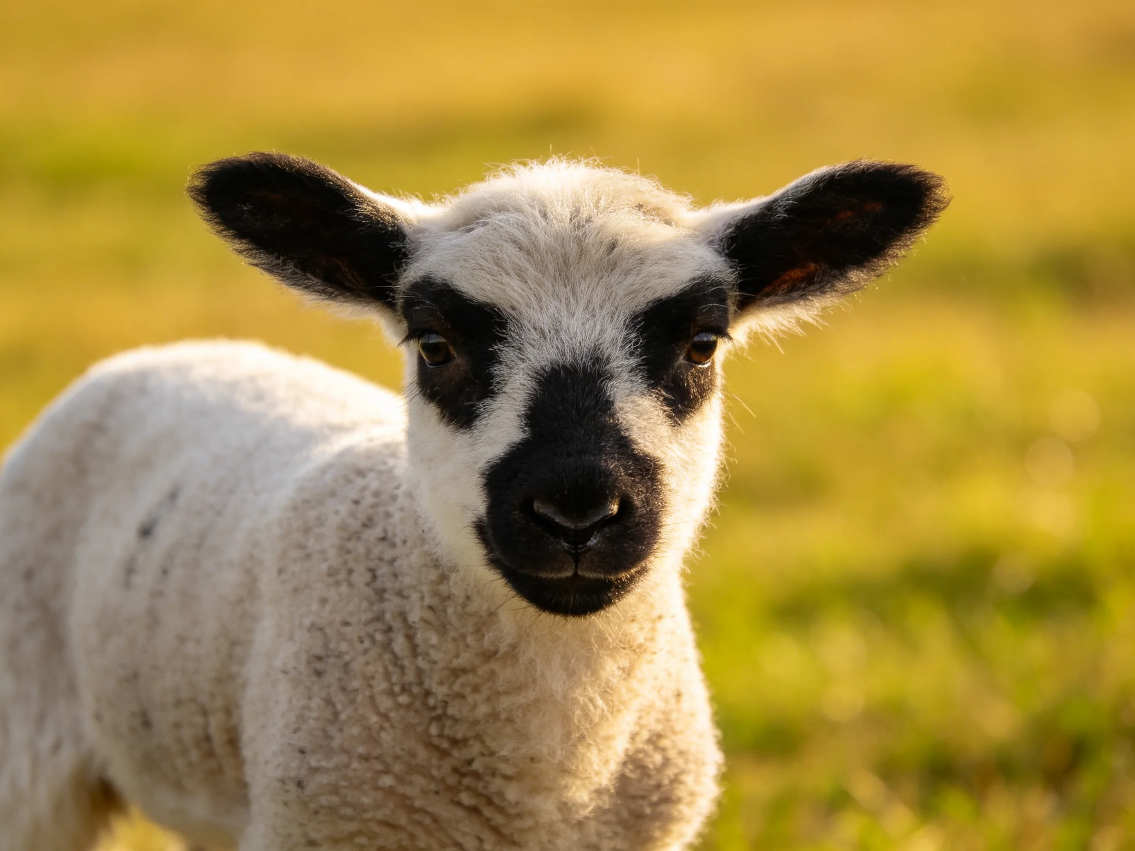 A black-faced white lamb in a sunlit green field