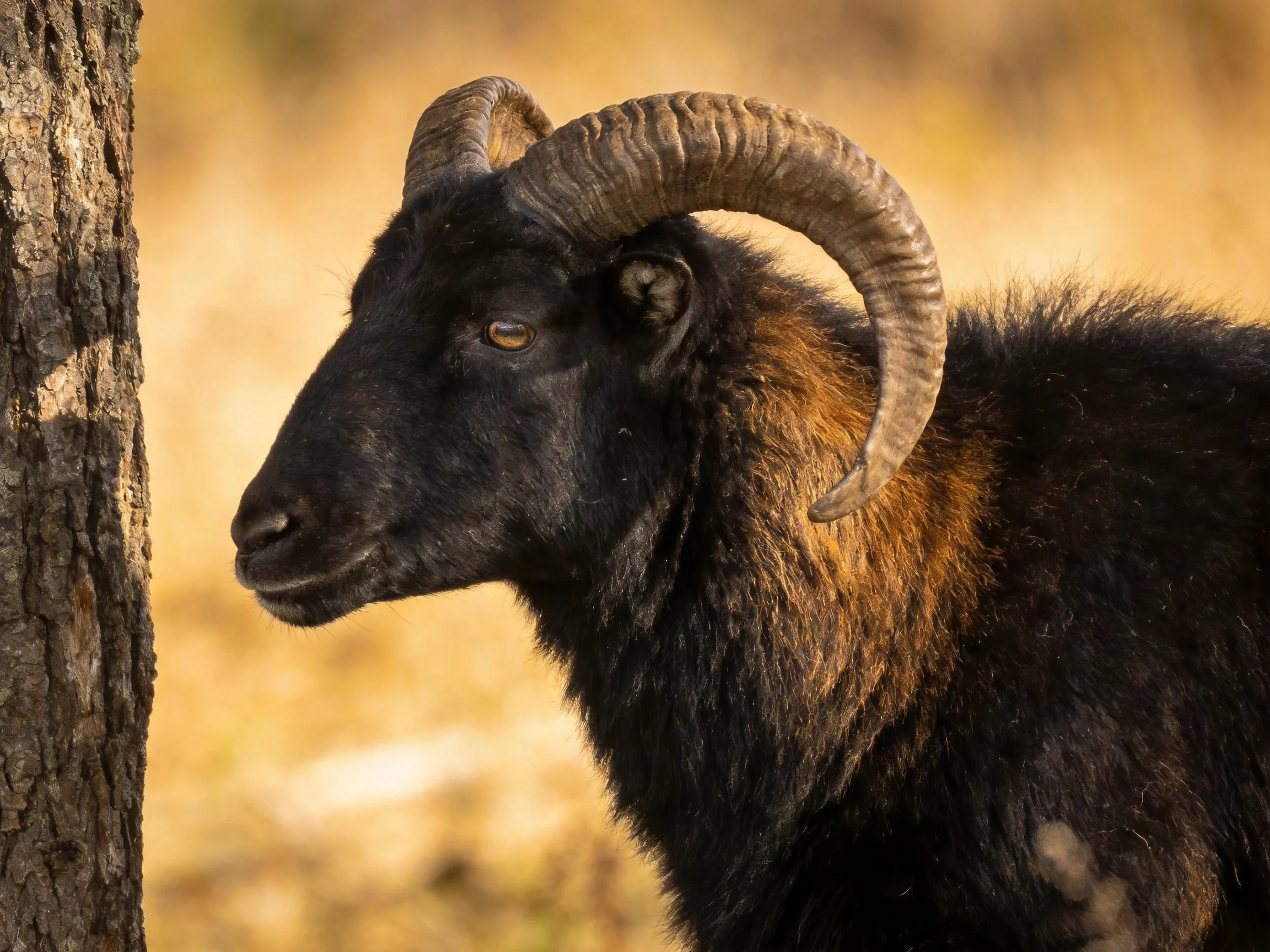 A black goatwith large curved horns stands near a tree