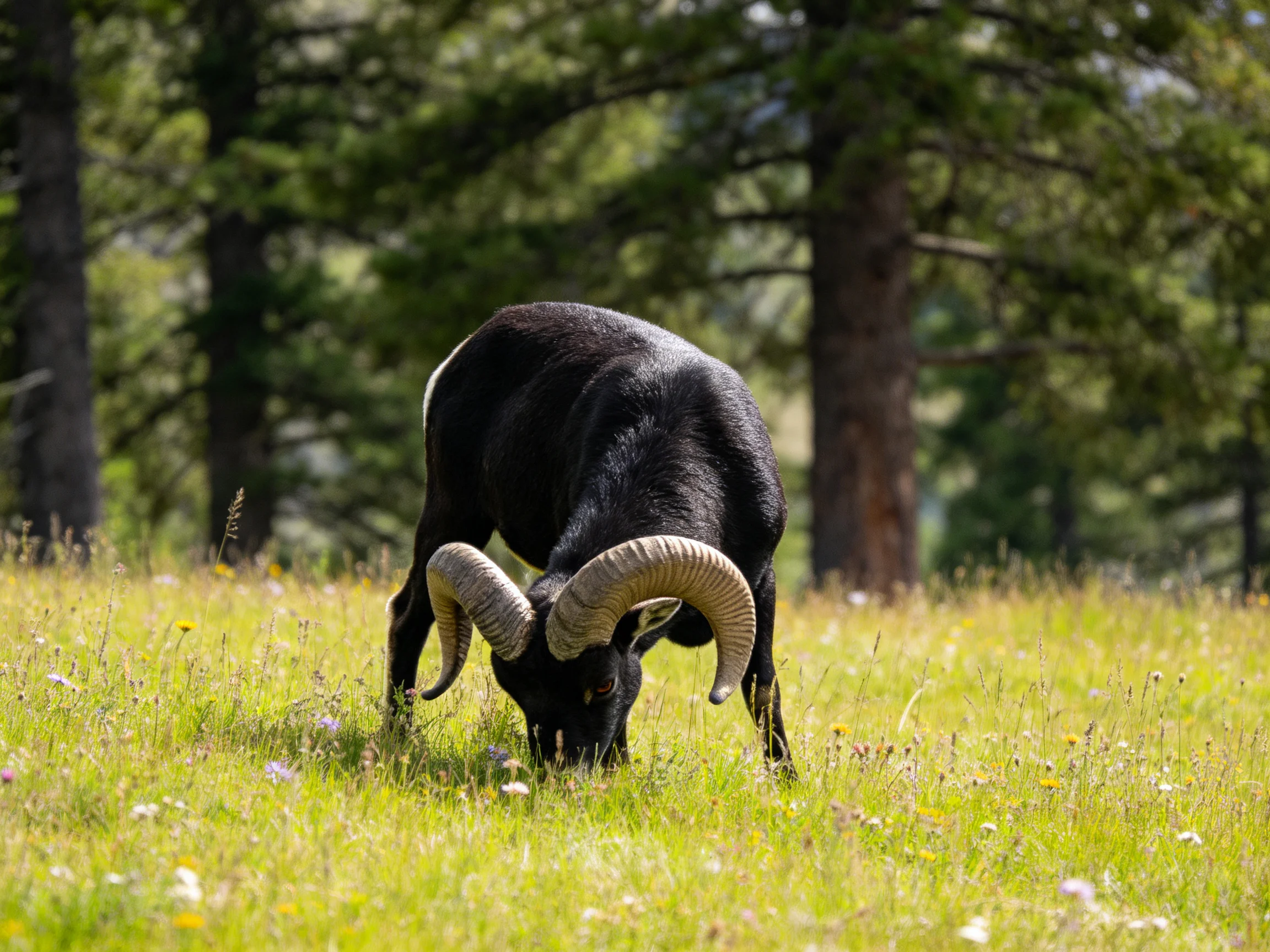 A black horned ram grazing in a sunlit meadow with tall trees