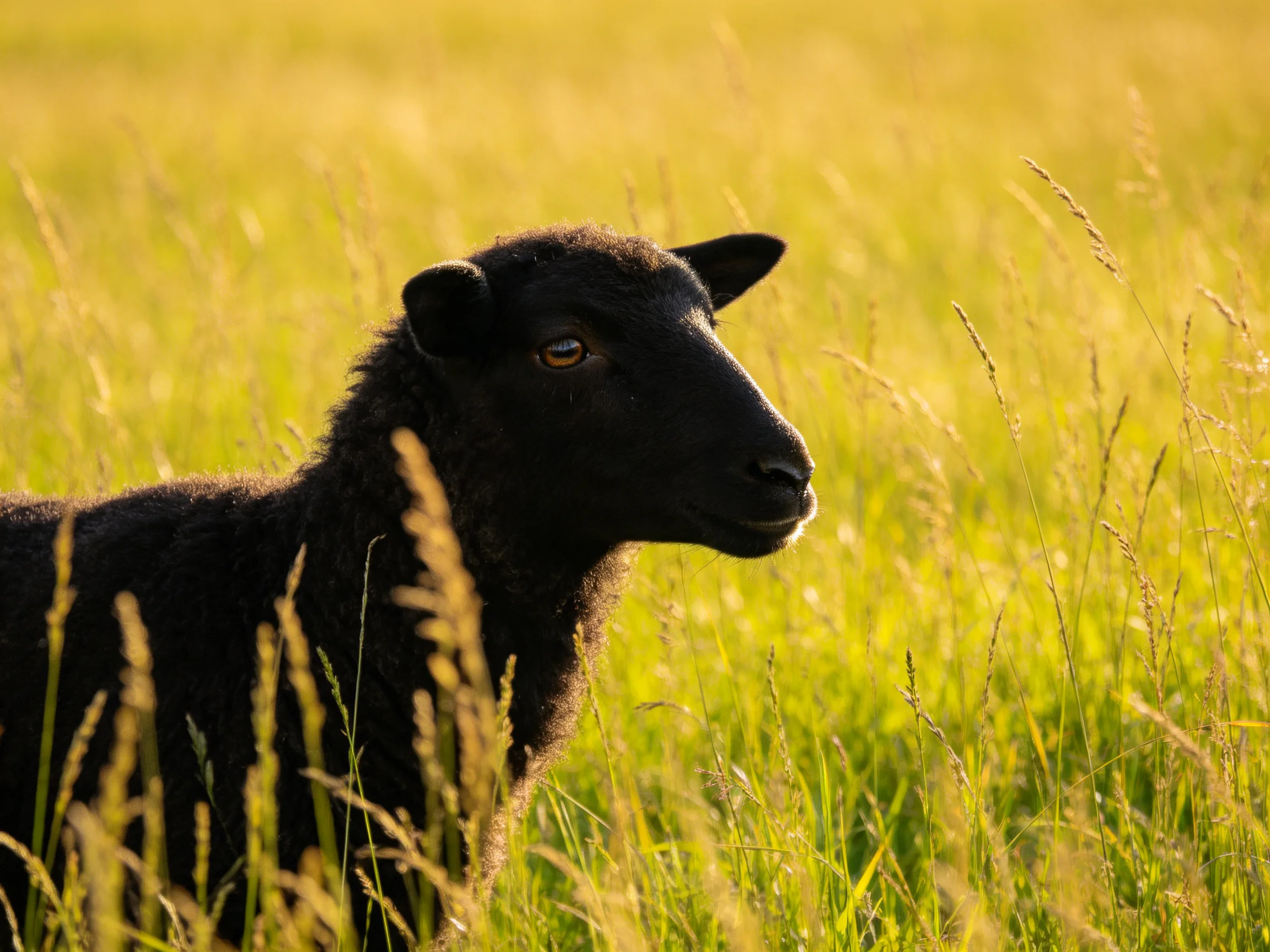 A black lamb in a sunlit grassy meadow