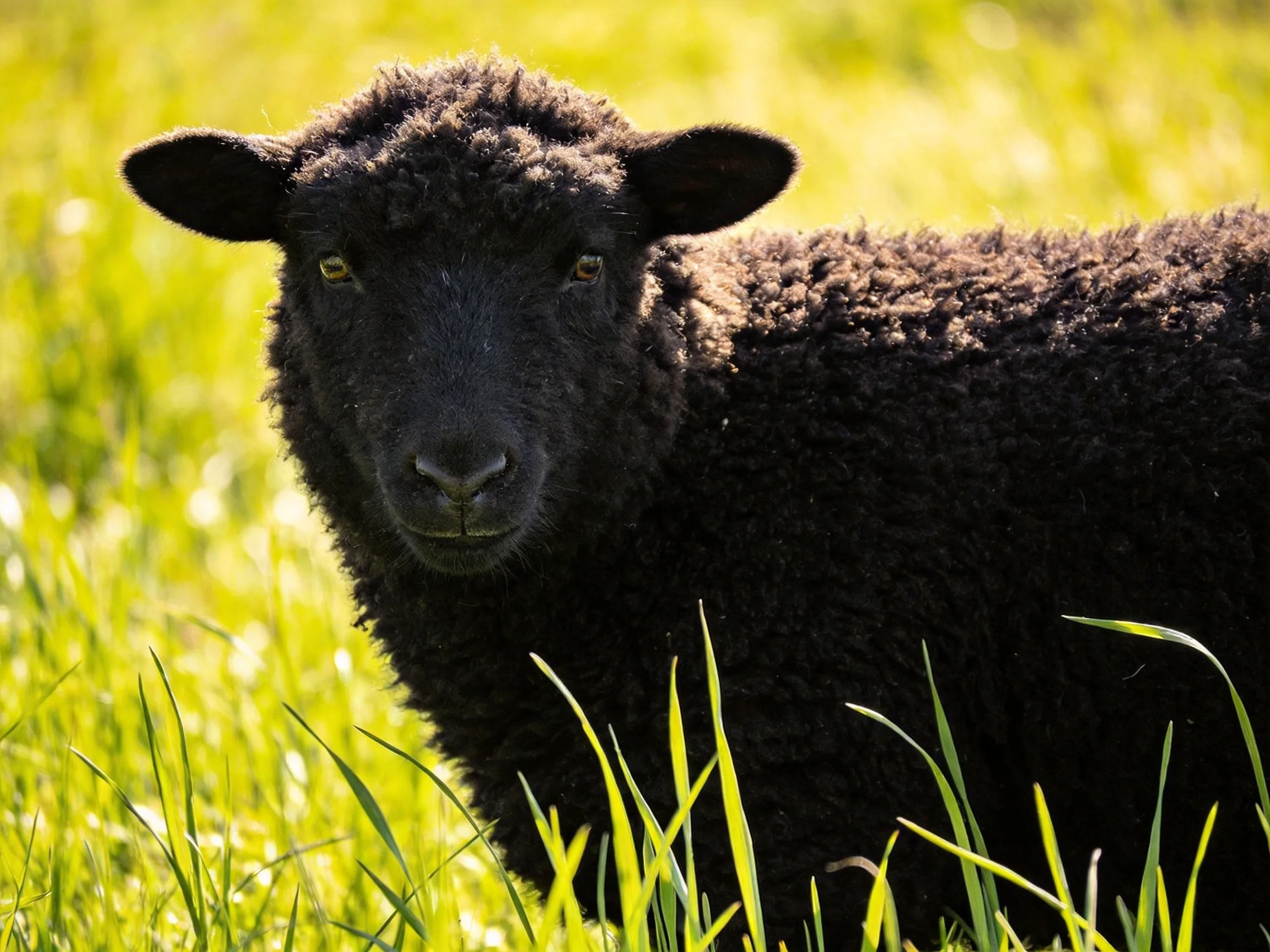 A black lamb in lush green grass under sunny light