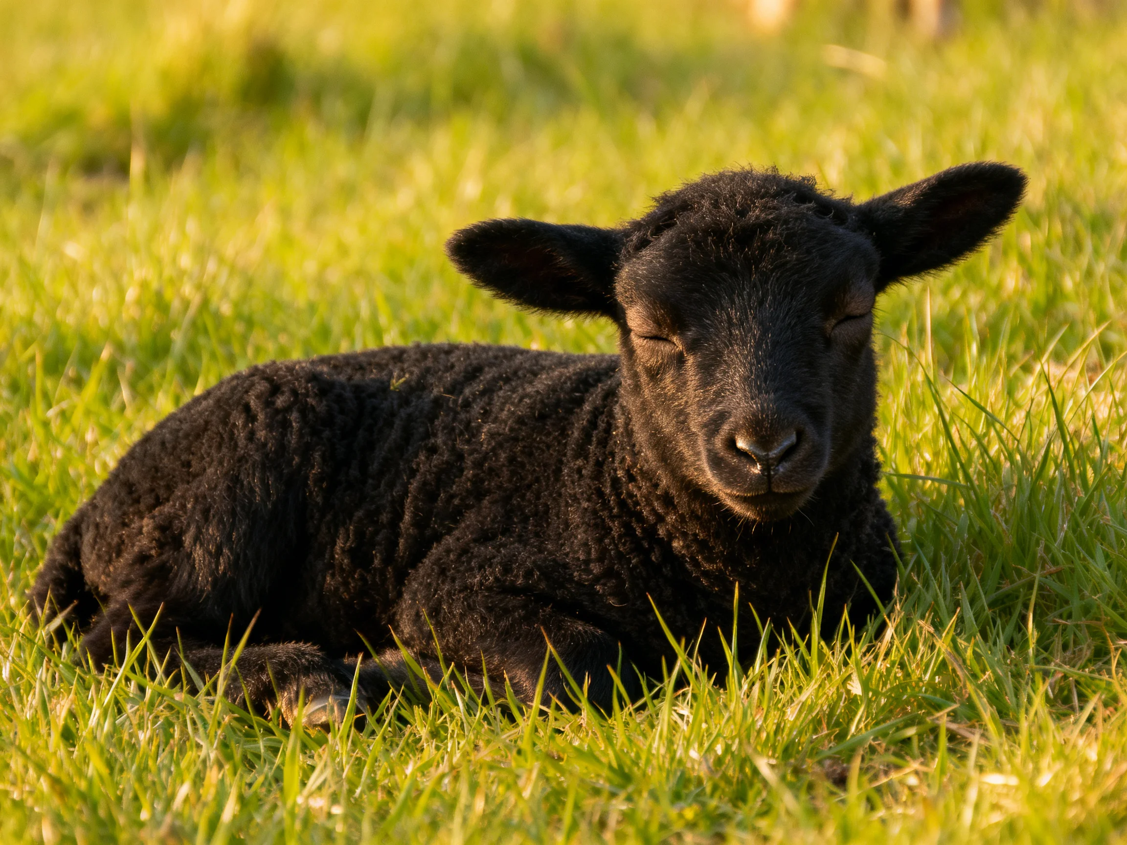 A black lamb rests contentedly in sunlit green grass