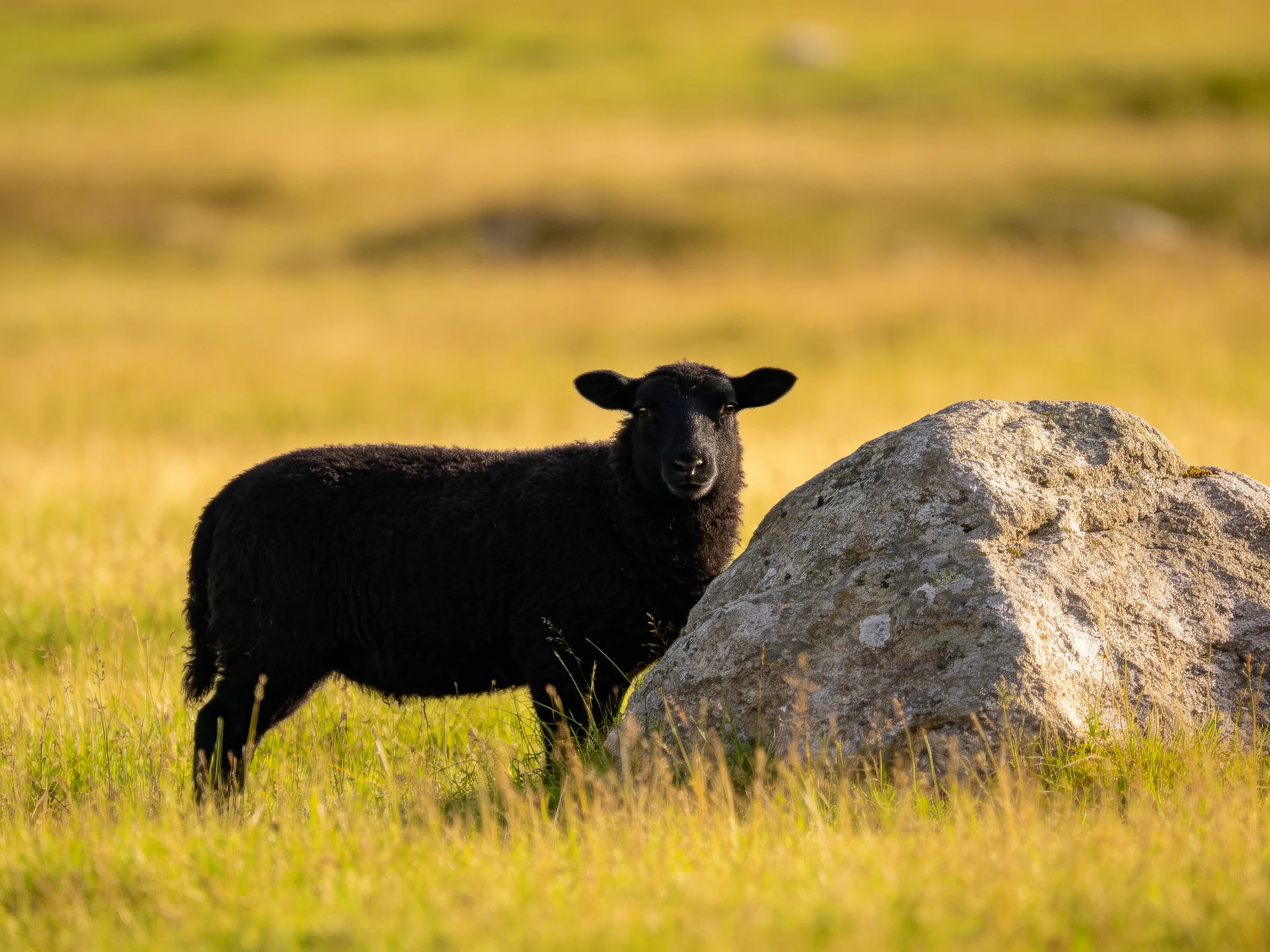 A black lamb stands beside a large gray boulder in golden grassland