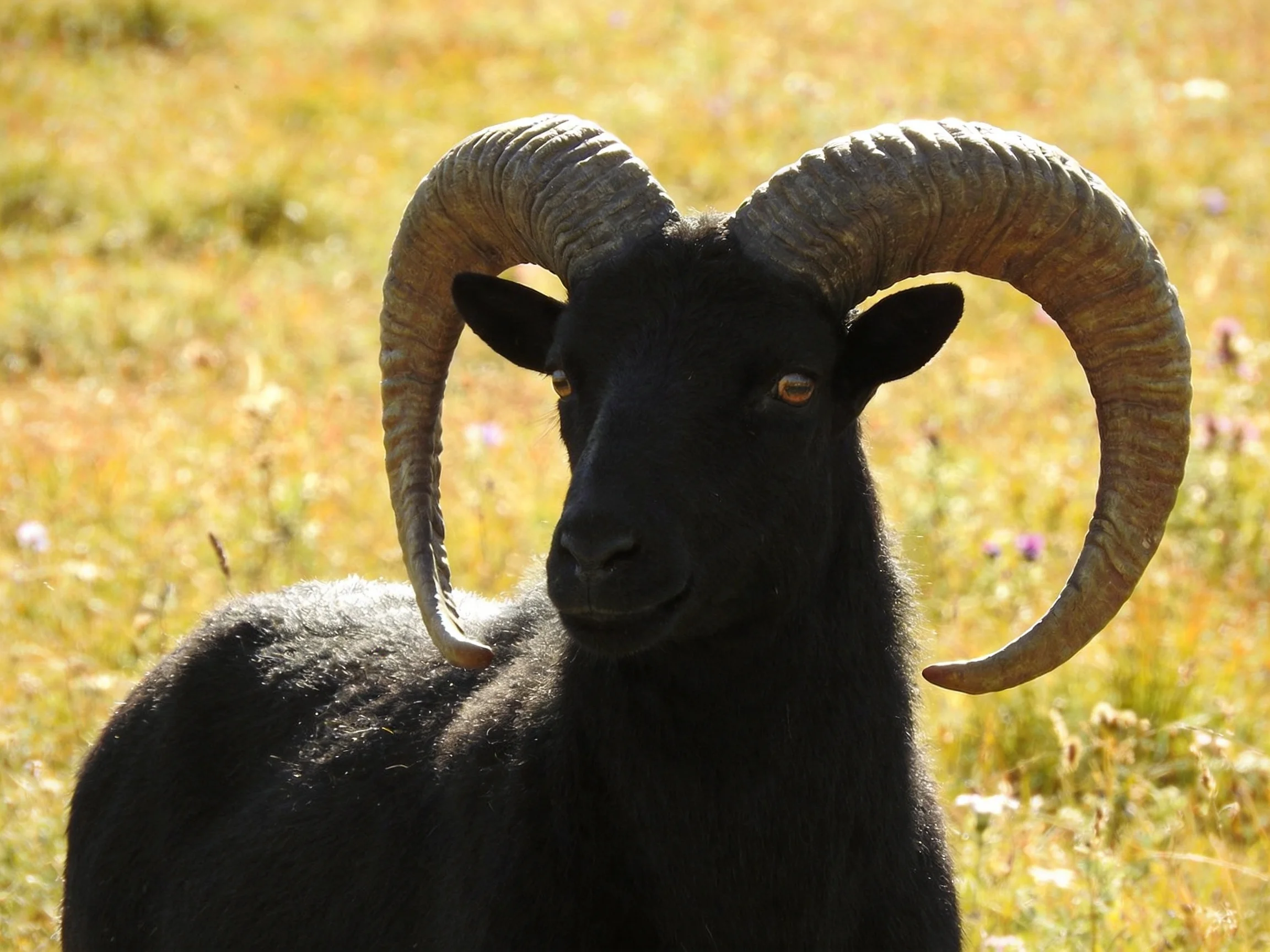 A black ram with massive curved horns in a sun-dappled meadow