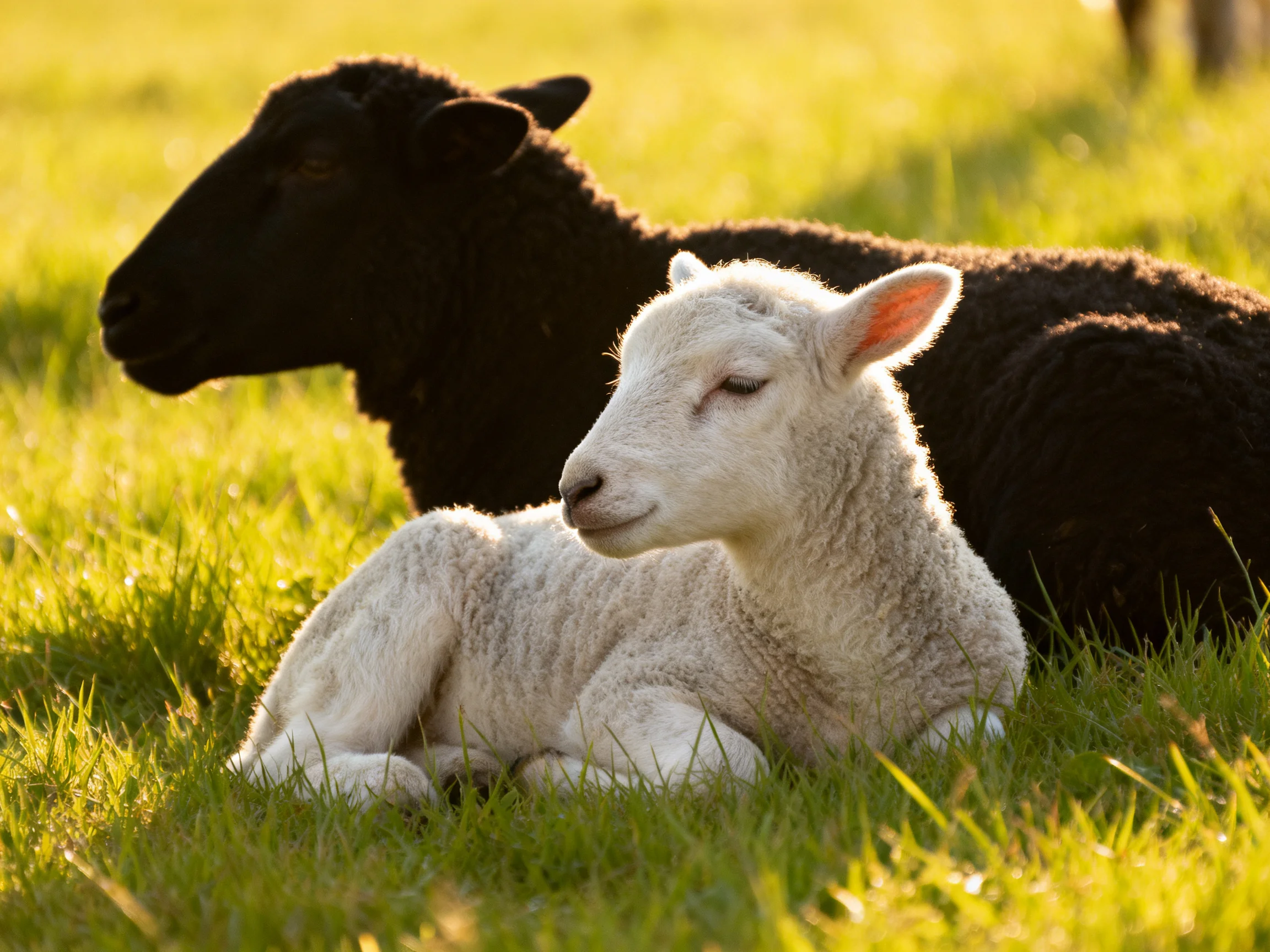 A black sheep and white lamb rest in sunlit green pasture