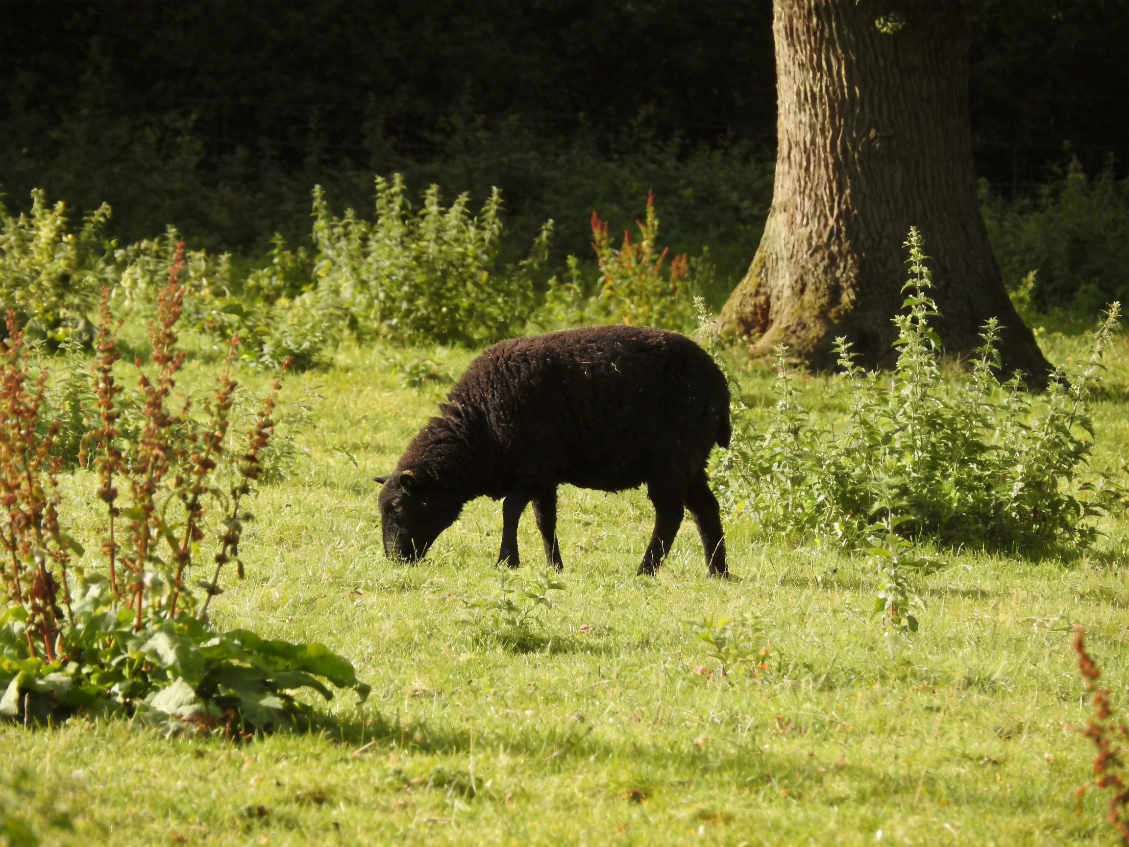 A black sheep grazes in a lush green meadow near a large tree