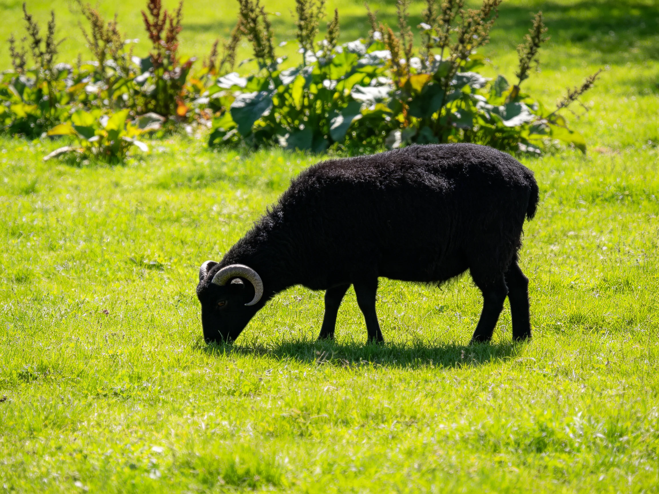 A black sheep grazes in a lush green meadow with leafy vegetation.