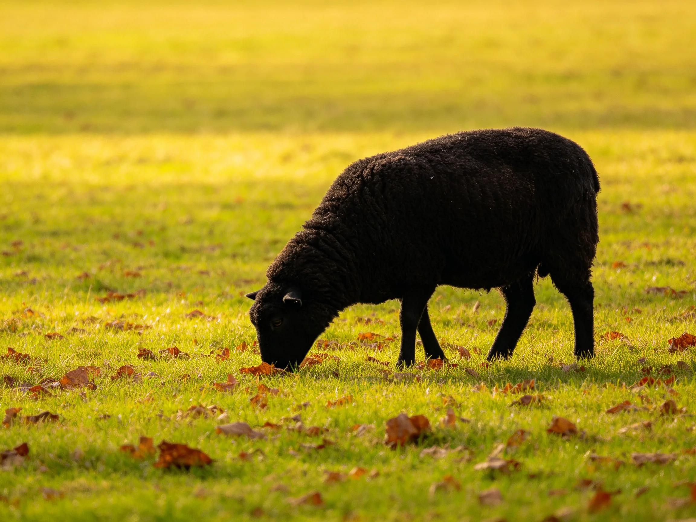 A black sheep grazes in a sunlit autumn meadow with scattered leaves