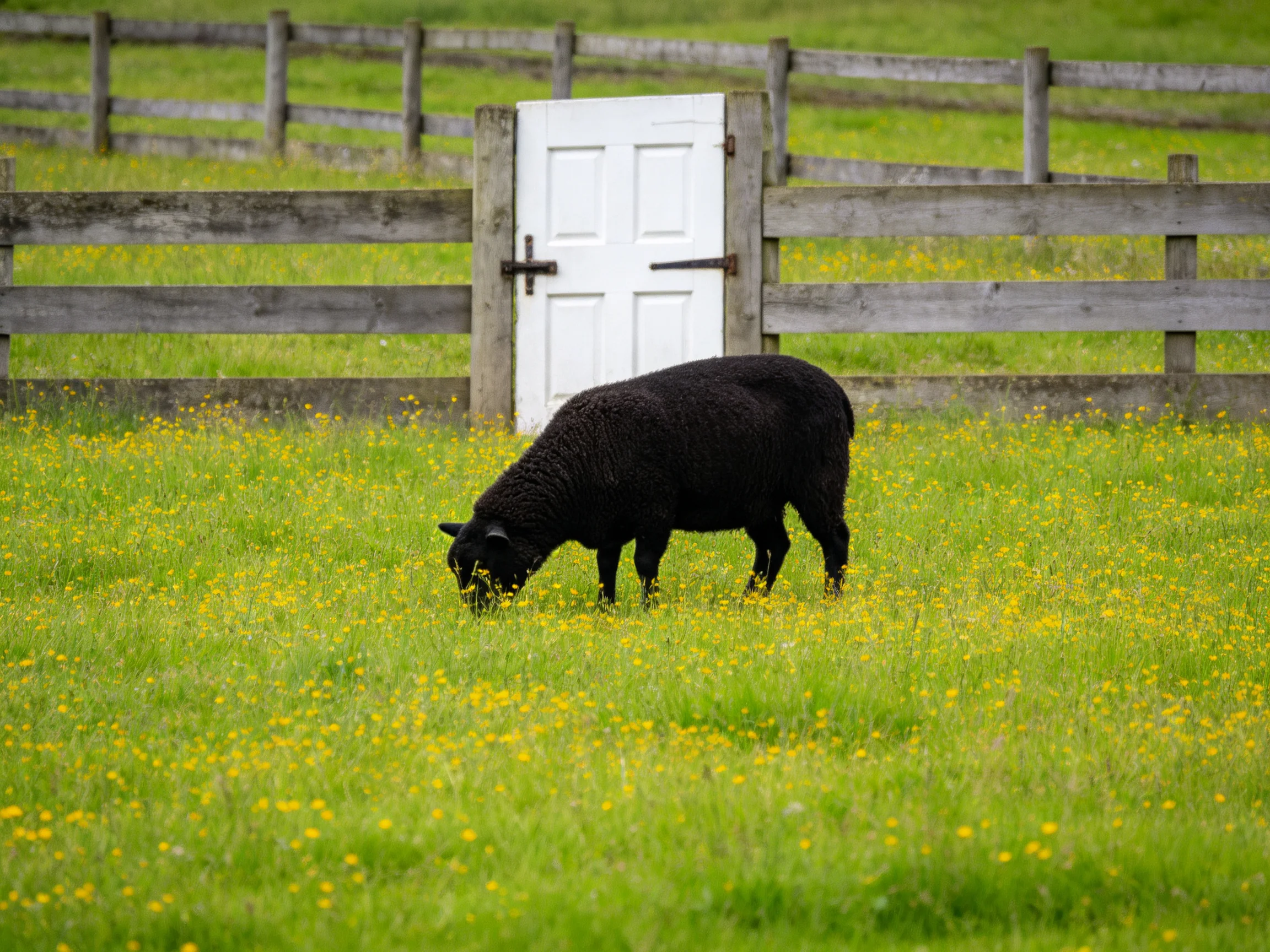 A black sheep grazes in a yellow-flowered meadow near a white door