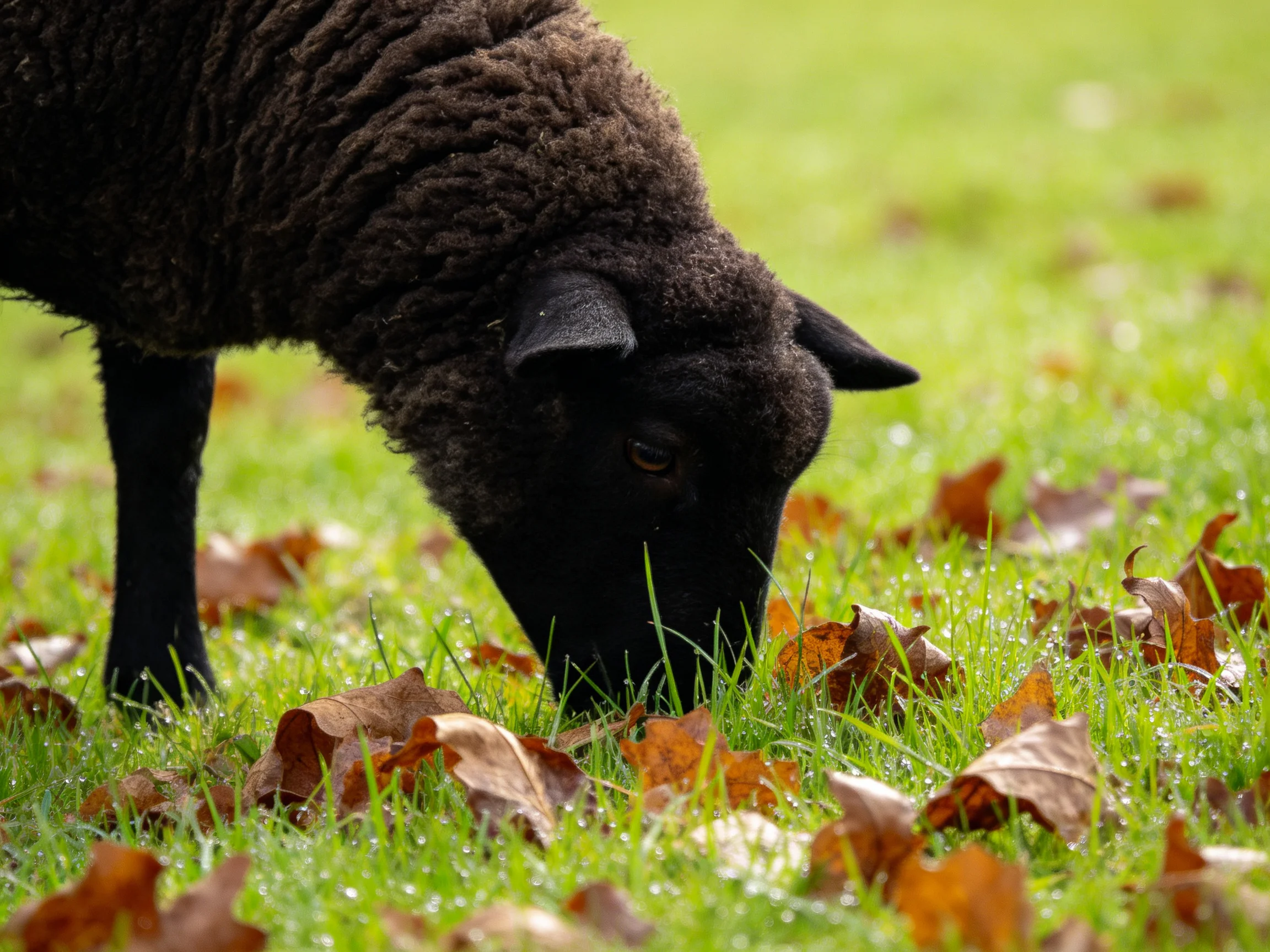 A black sheep grazing among green grass and brown fallen leaves