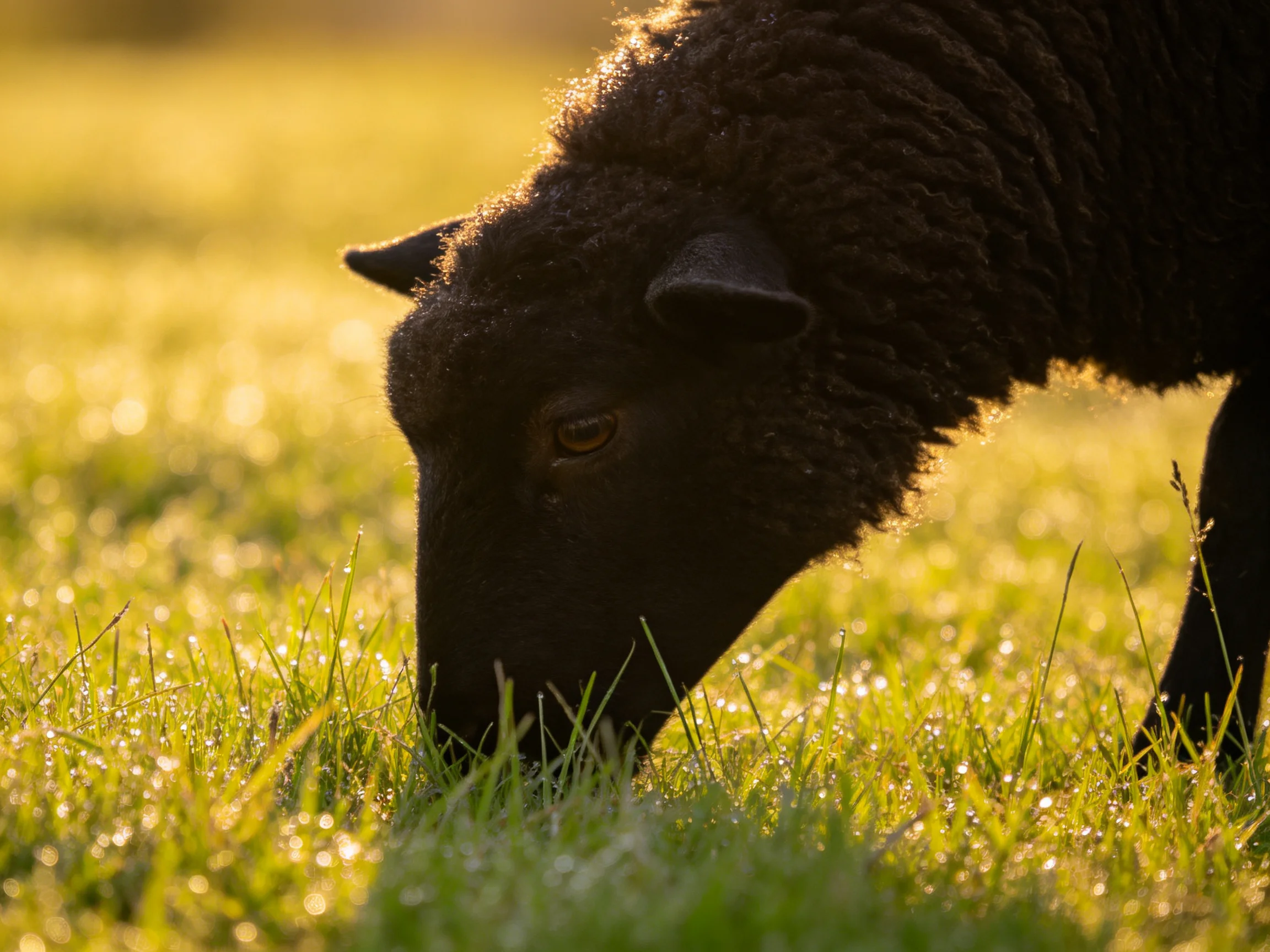 A black sheep grazing in dewy, sunlit green grass