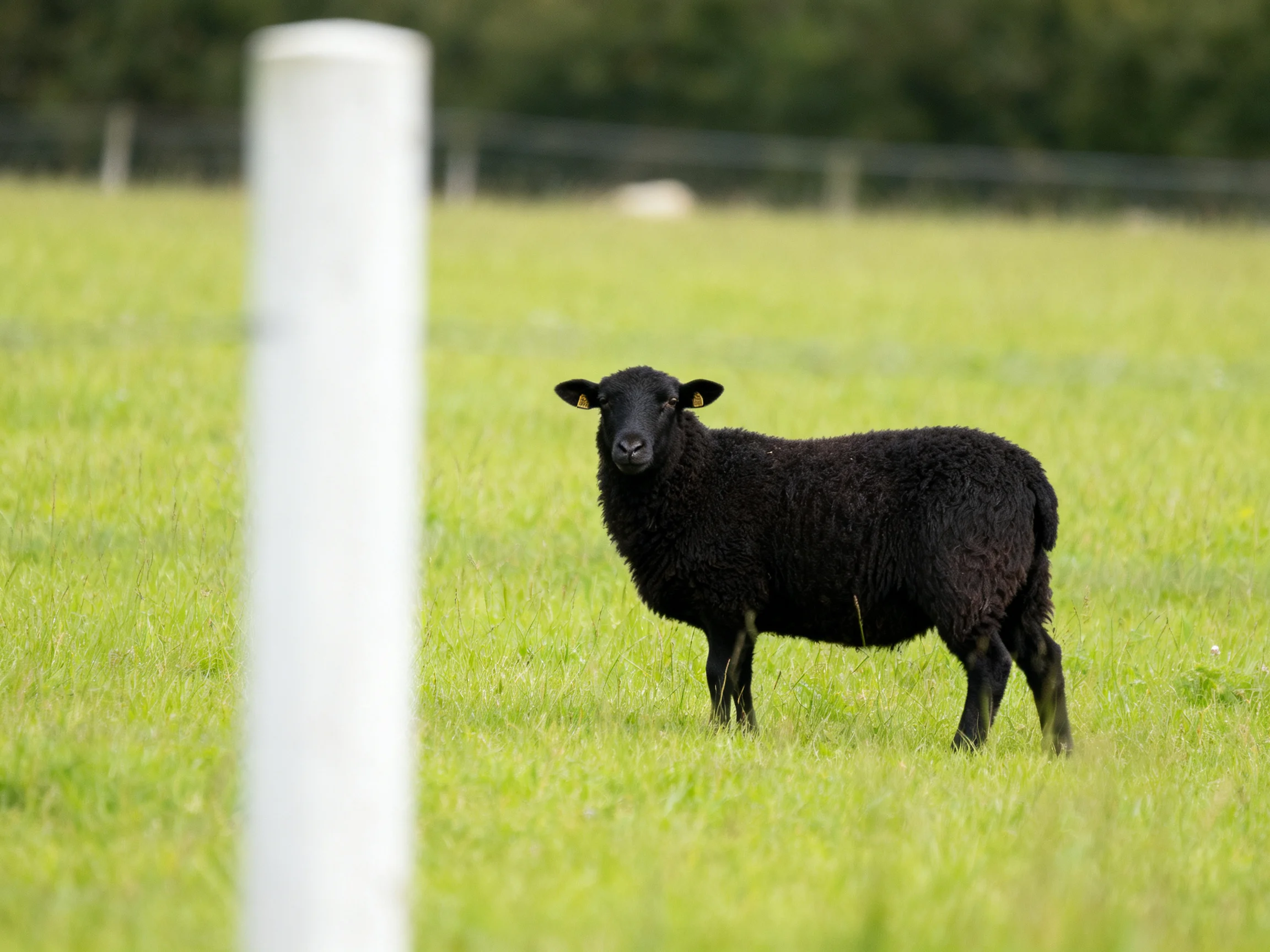 A black sheep in a green pasture with a white post