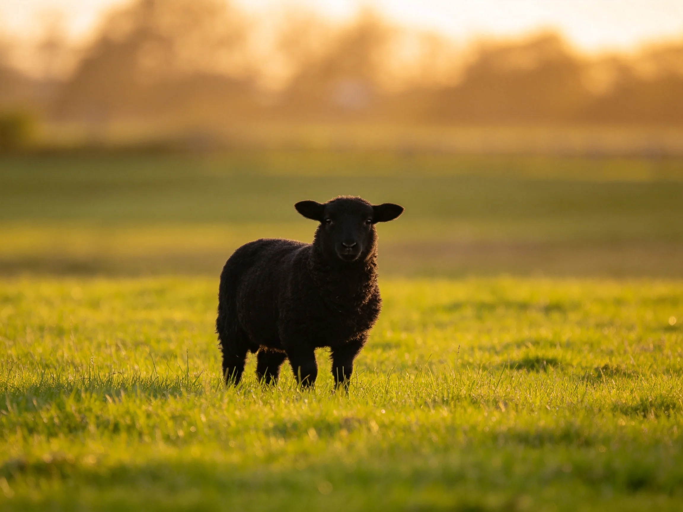 A black sheep in a sun-drenched green meadow at golden hour
