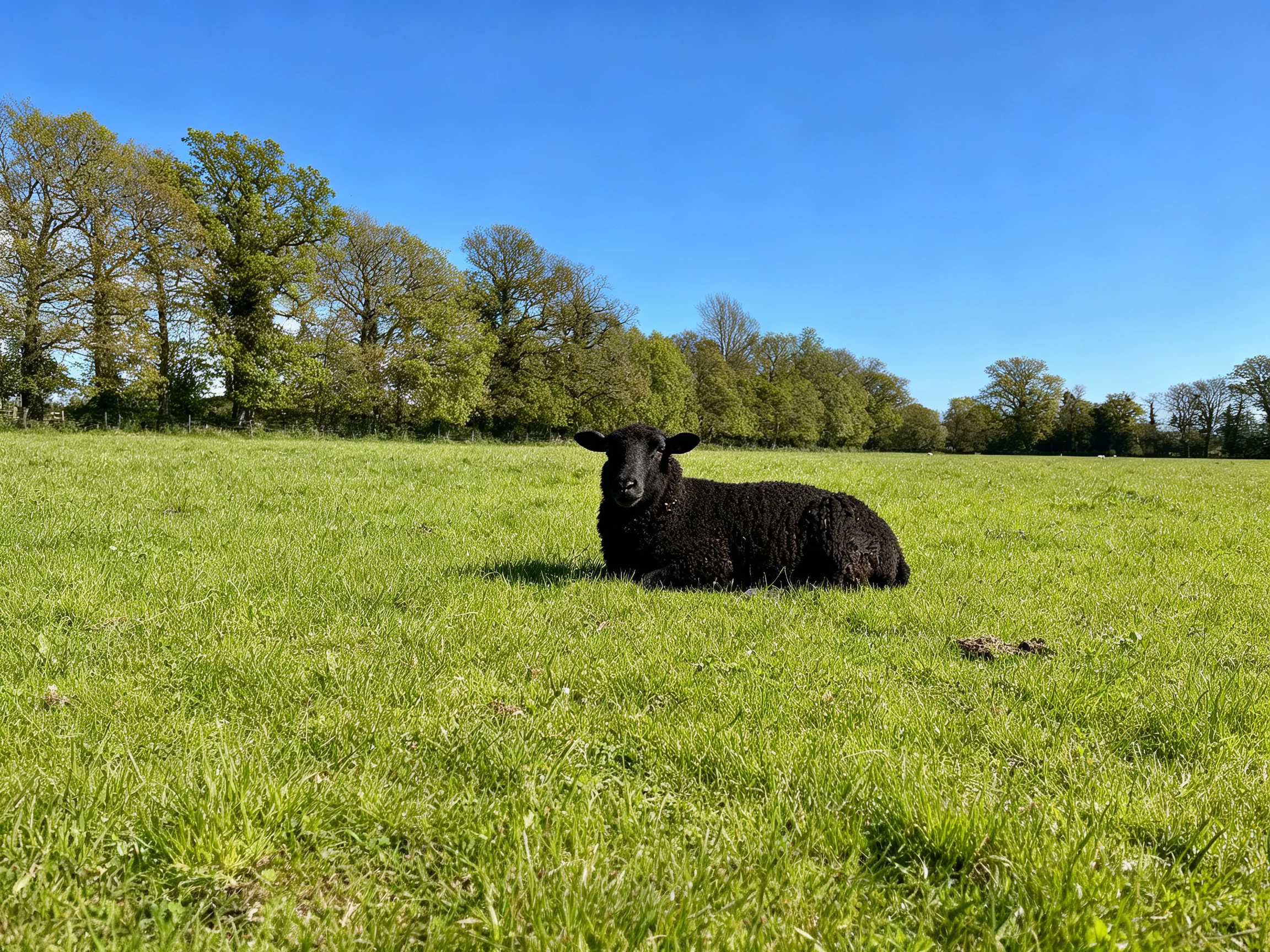 A black sheep lies in a sunlit green meadow with distant trees lining the horizon.