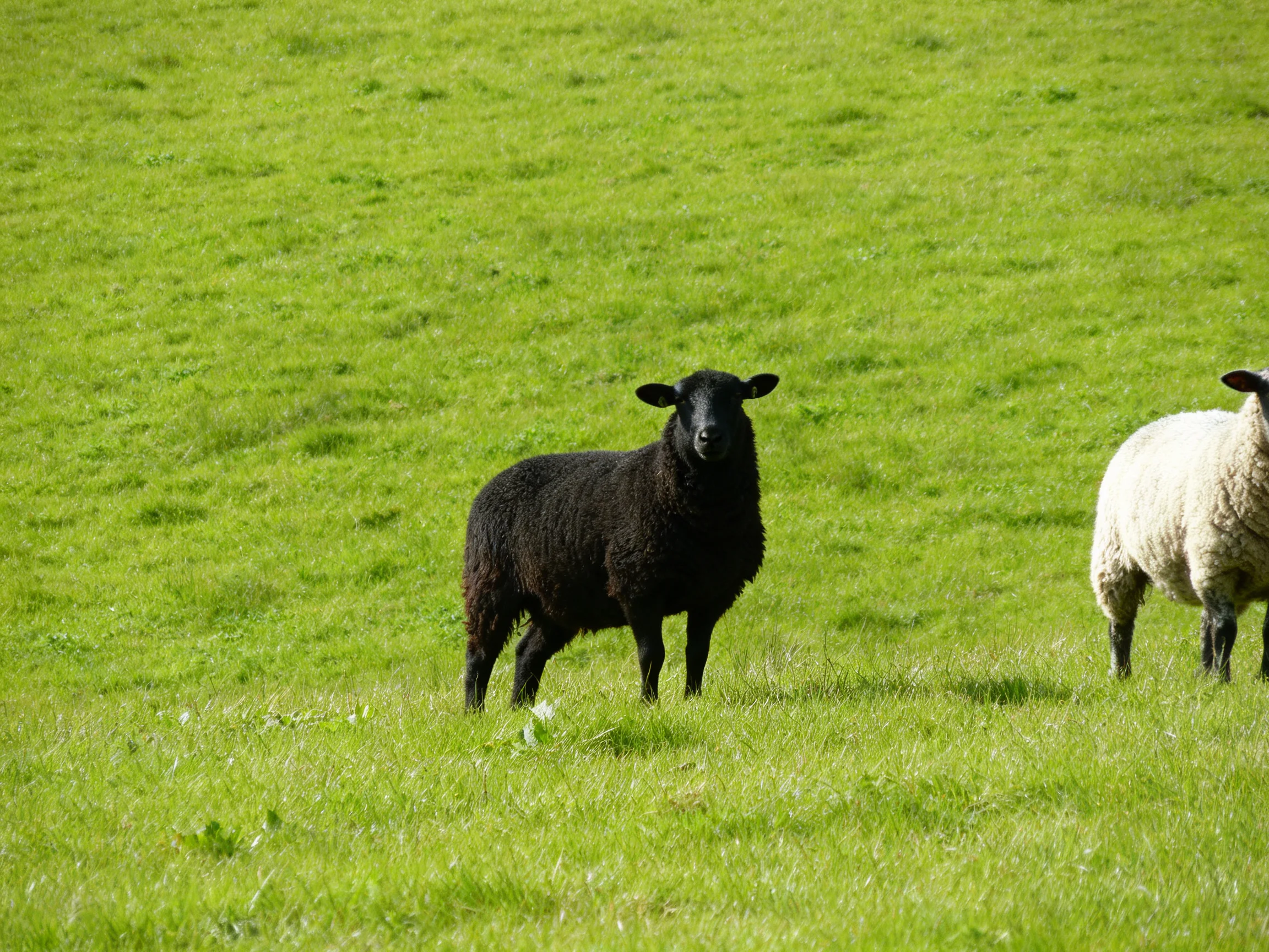 A black sheep stands beside a white sheep in a lush green pasture