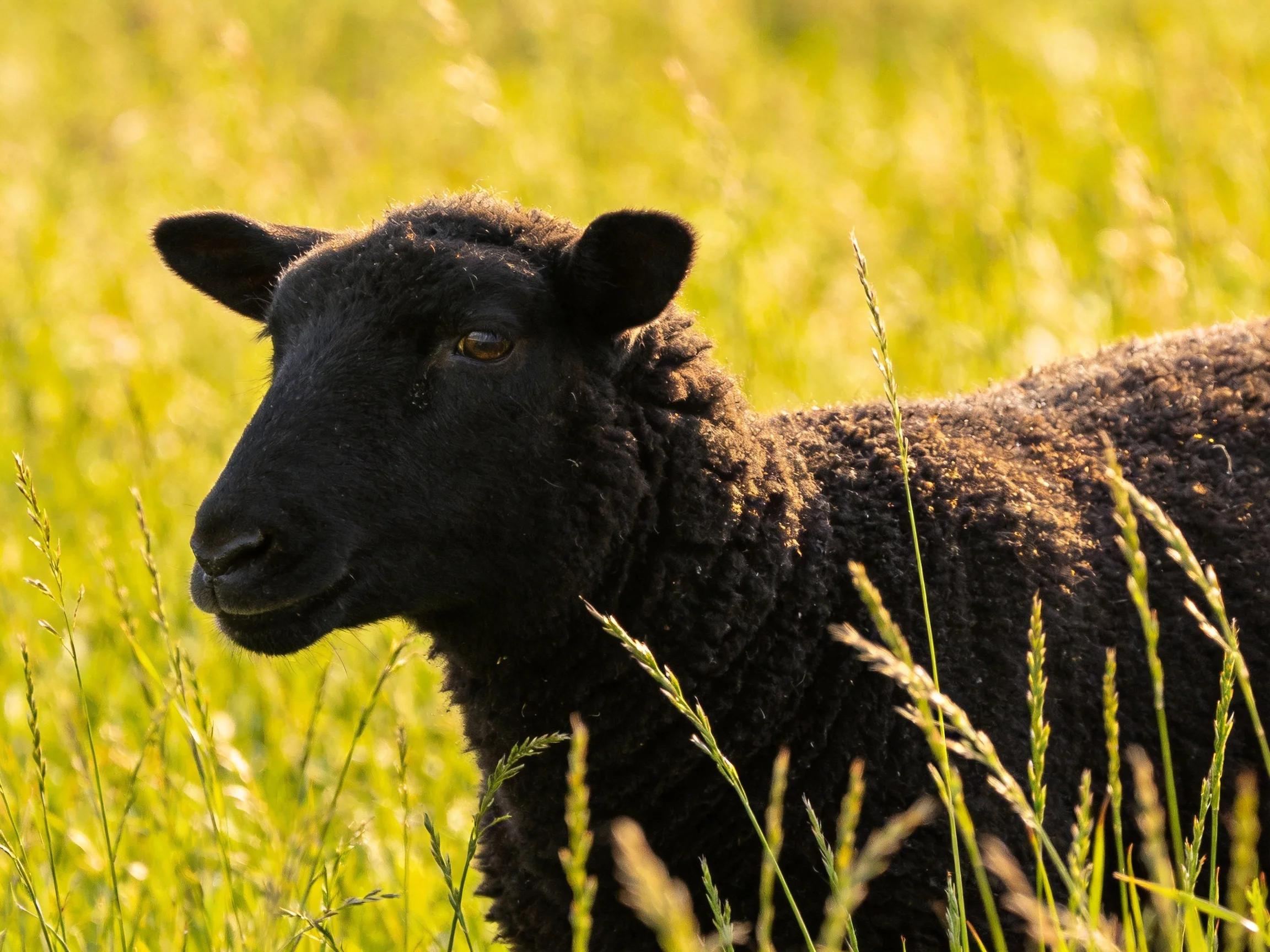 A black sheep stands in a sunlit meadow of tall grasses