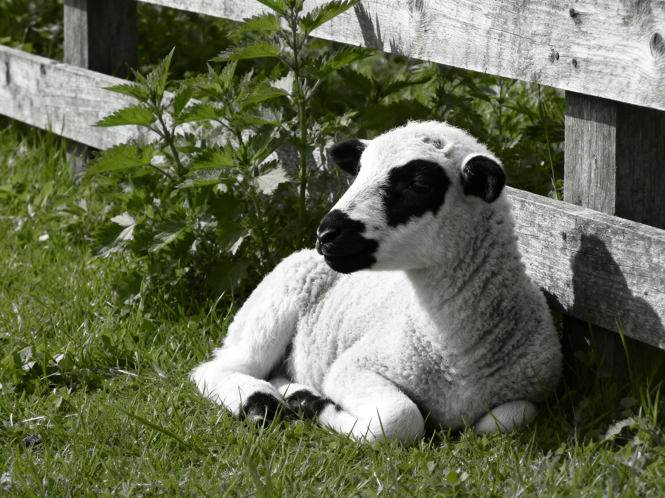 A black-spotted lamb rests near a weathered wooden fence