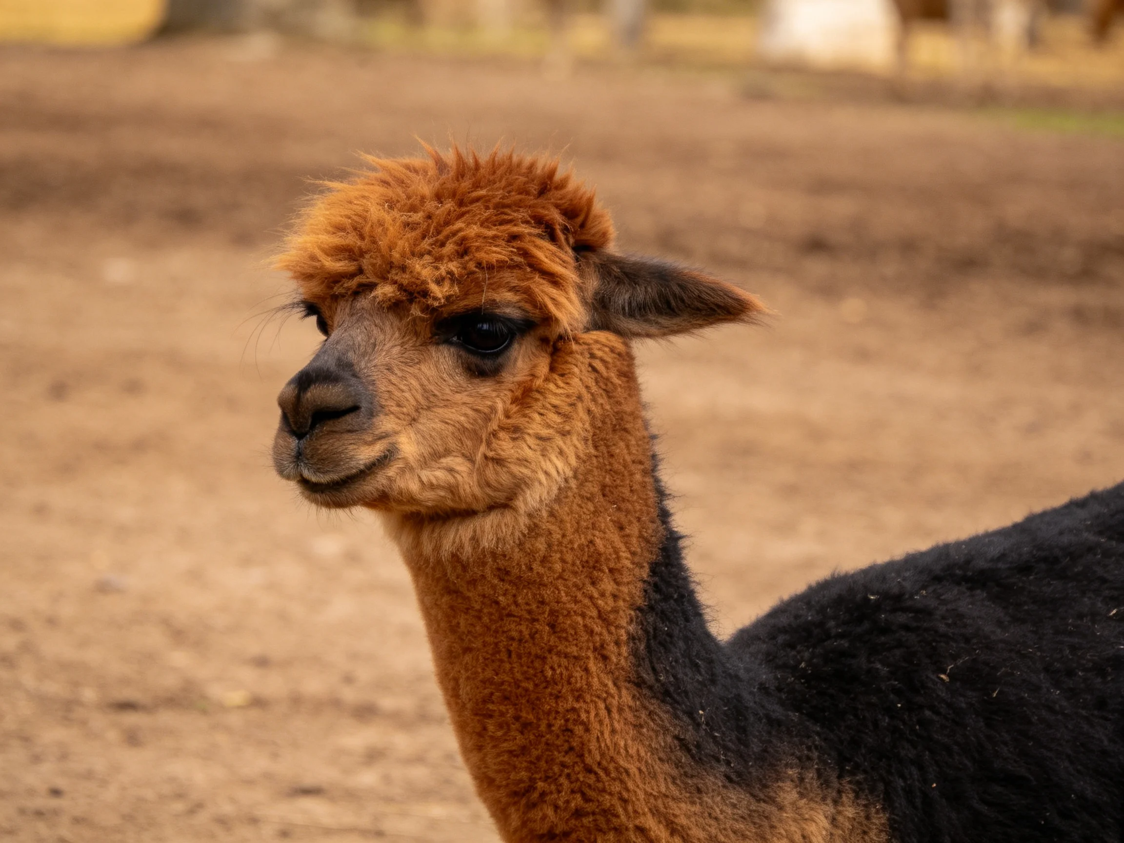 A brown and black alpaca with textured fur in an outdoor setting