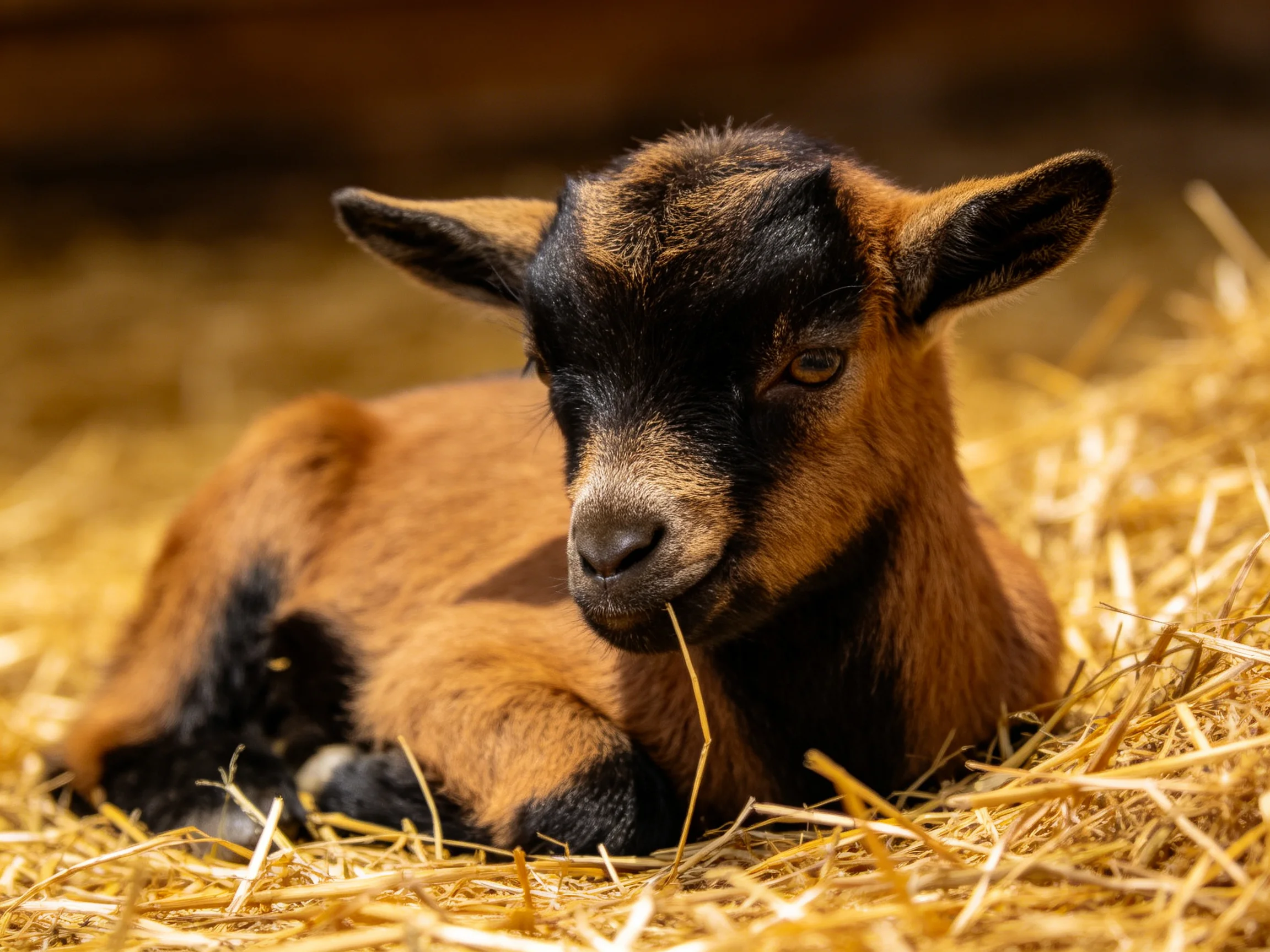 A brown and black baby goat resting on golden straw