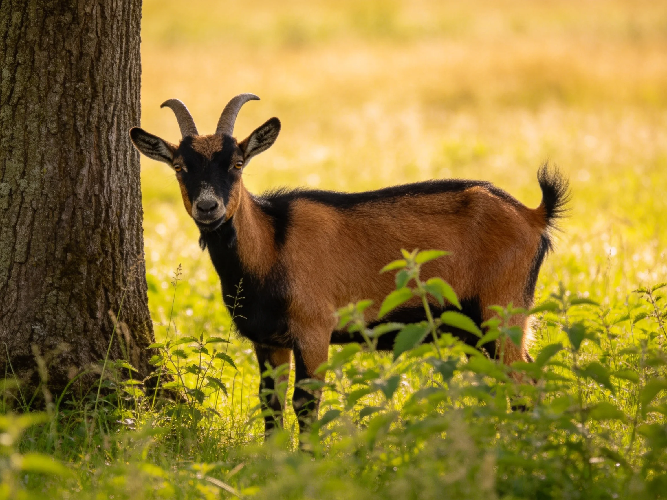 A brown and black goat stands near a large tree in a sunlit meadow