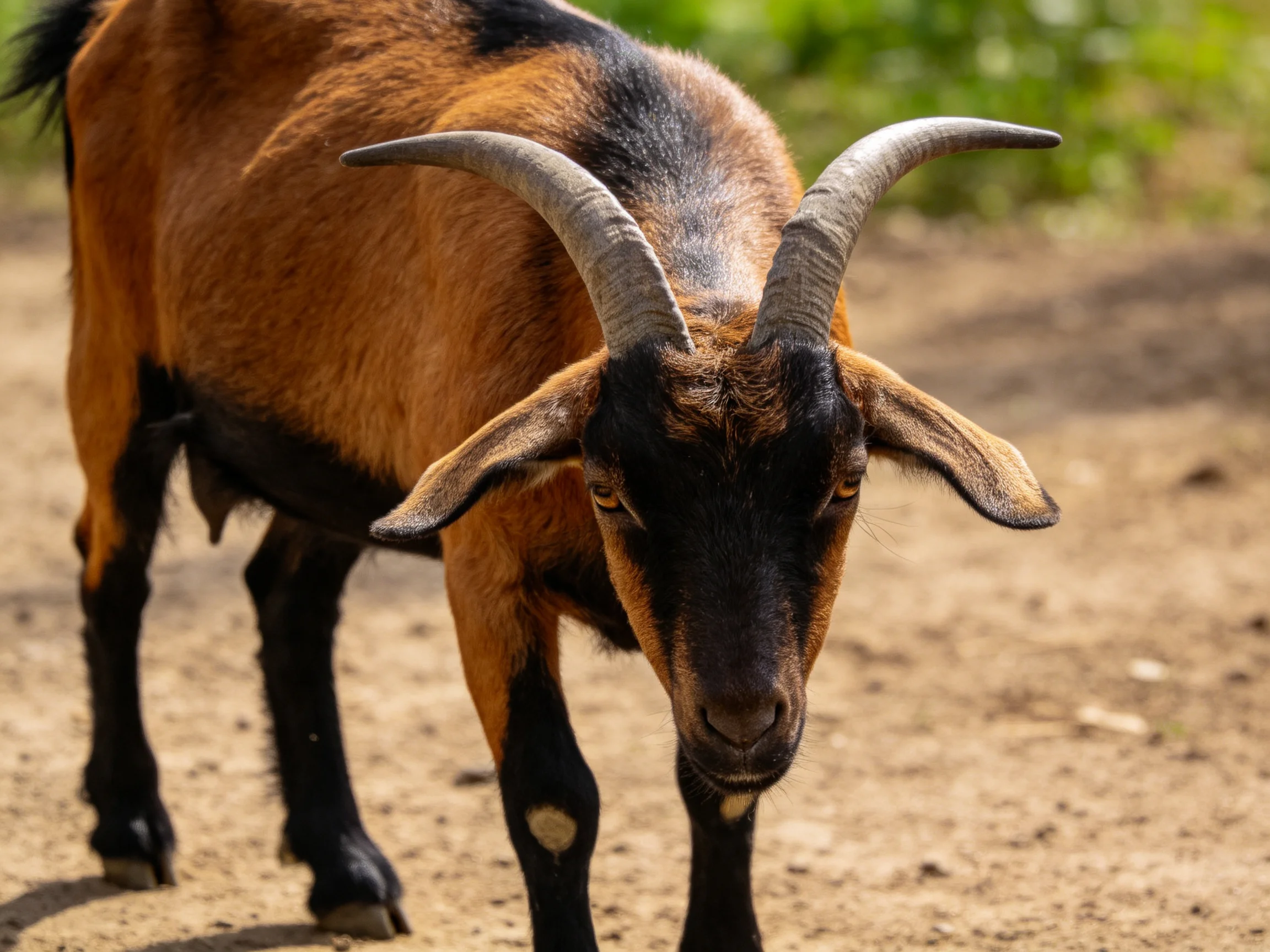 A brown and black goat with large curved horns on a dirt path