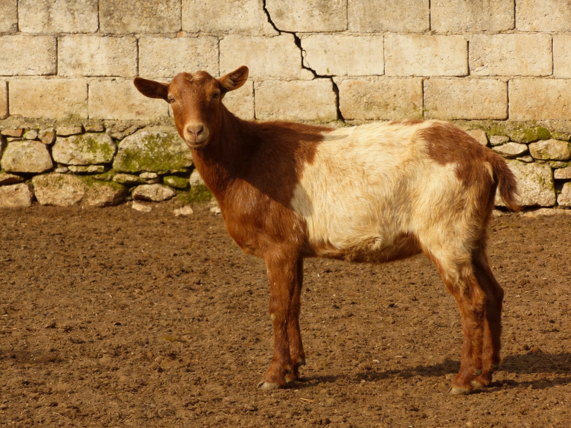 A brown and cream - hued goat stands before a weathered stone wall