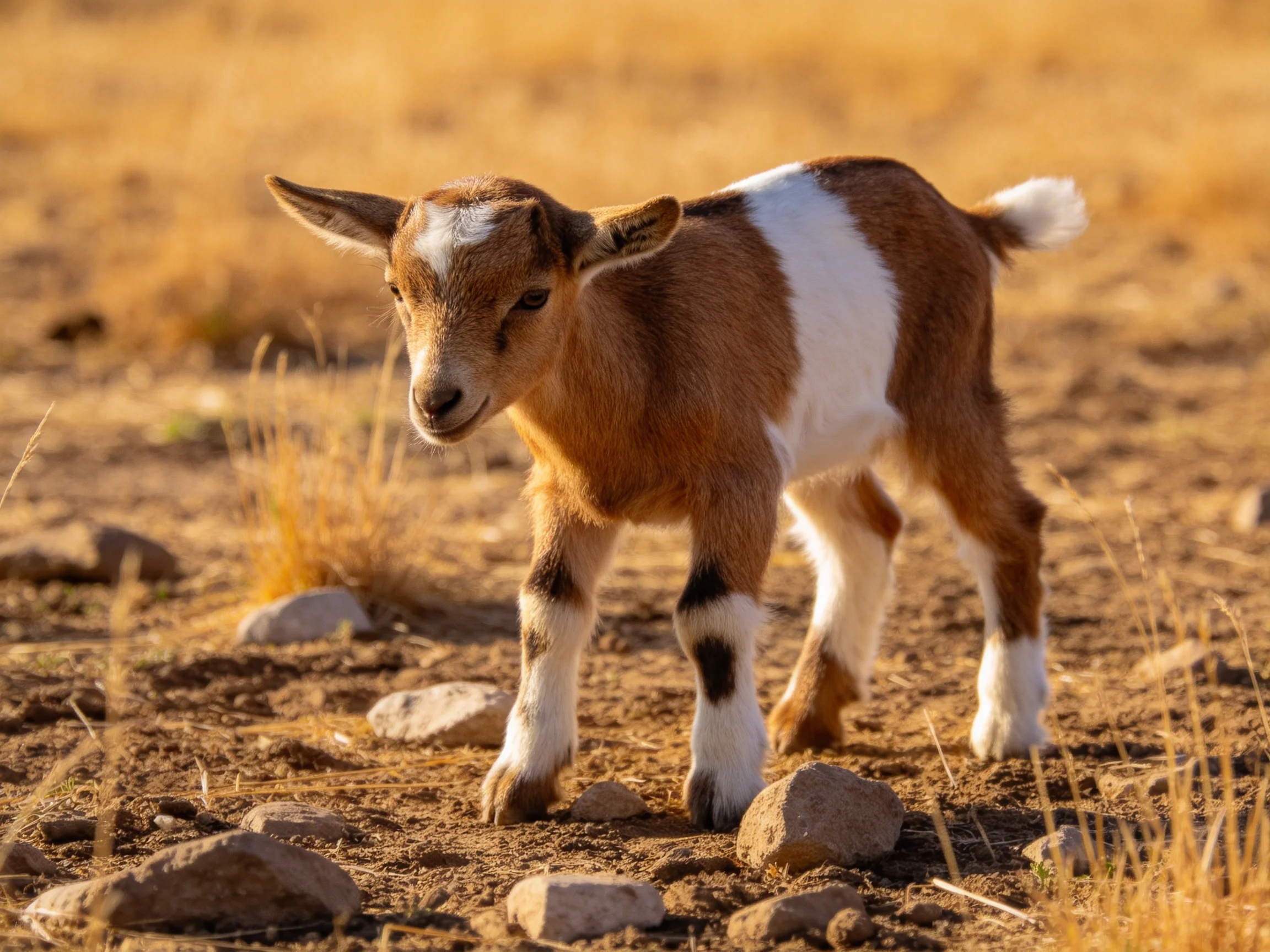 A brown and white baby goat in a sunlit rocky field