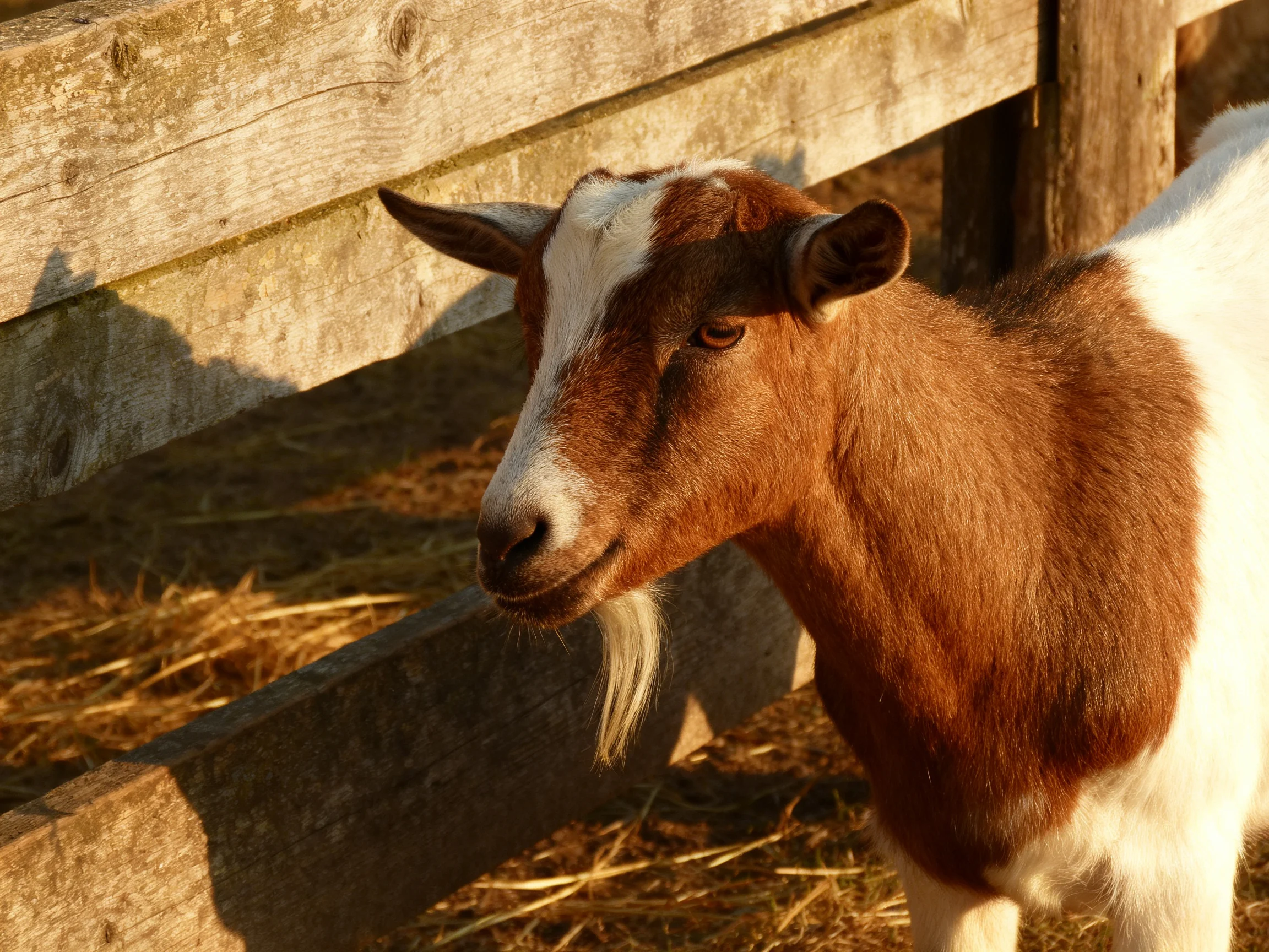 A brown and white goat near an aged wooden fence with golden hay