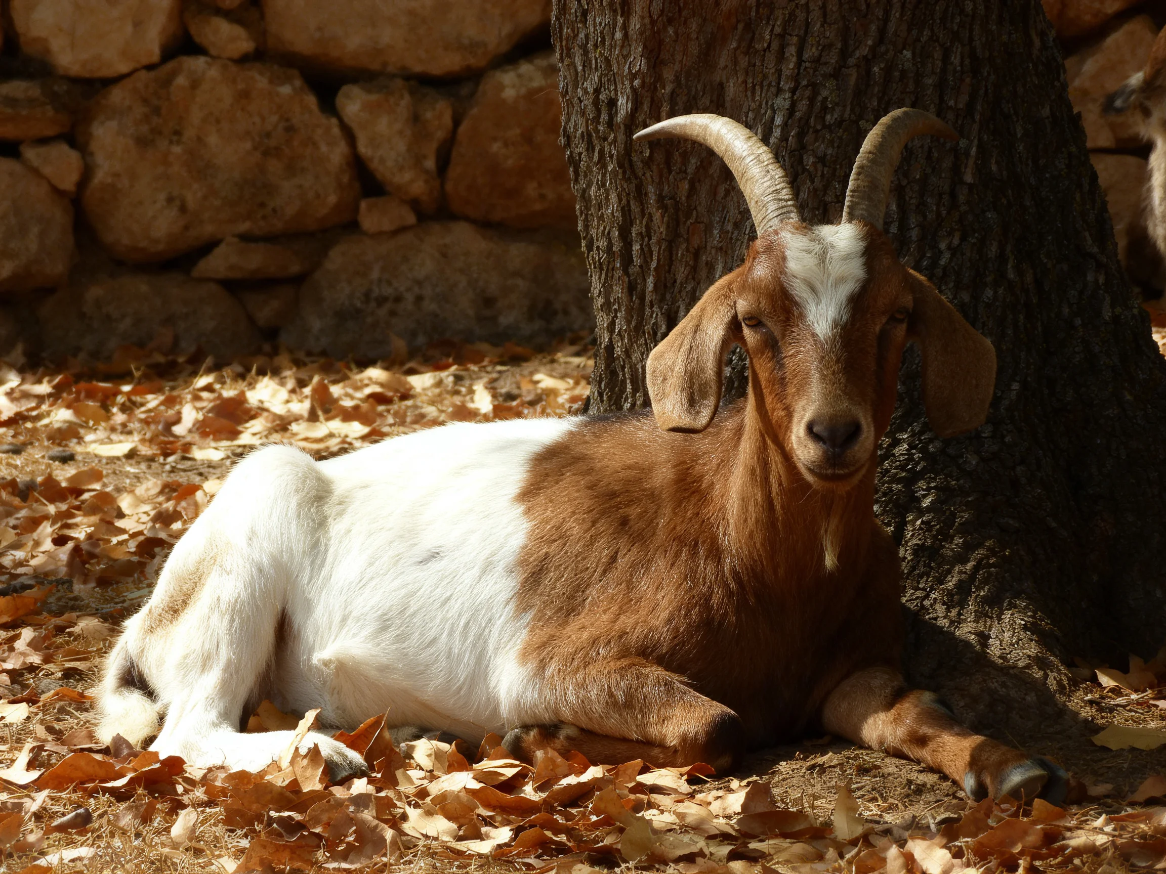 A brown and white goat rests under a tree near a stone wall