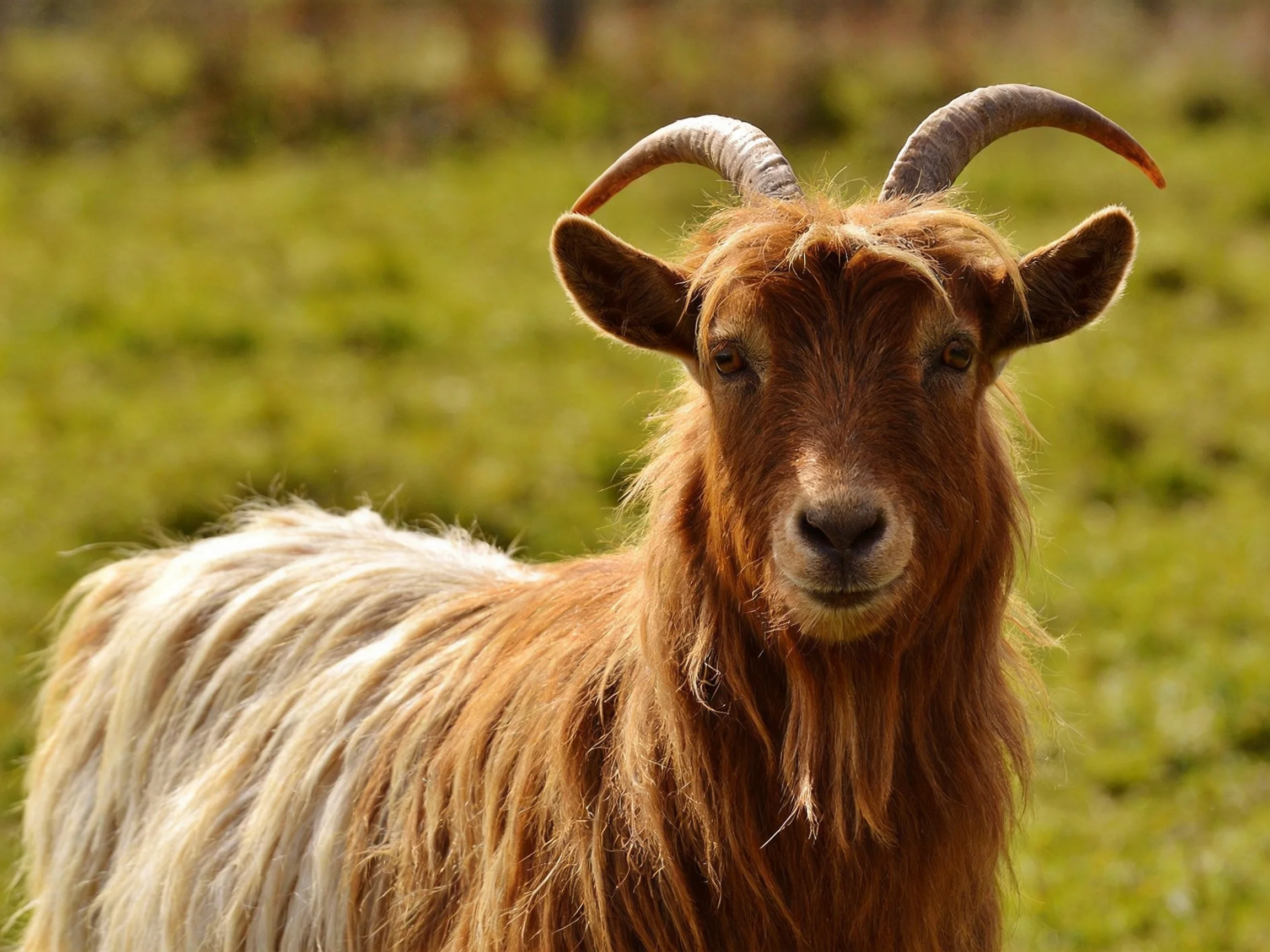 A brown and white goat with large curved horns in a green meadow