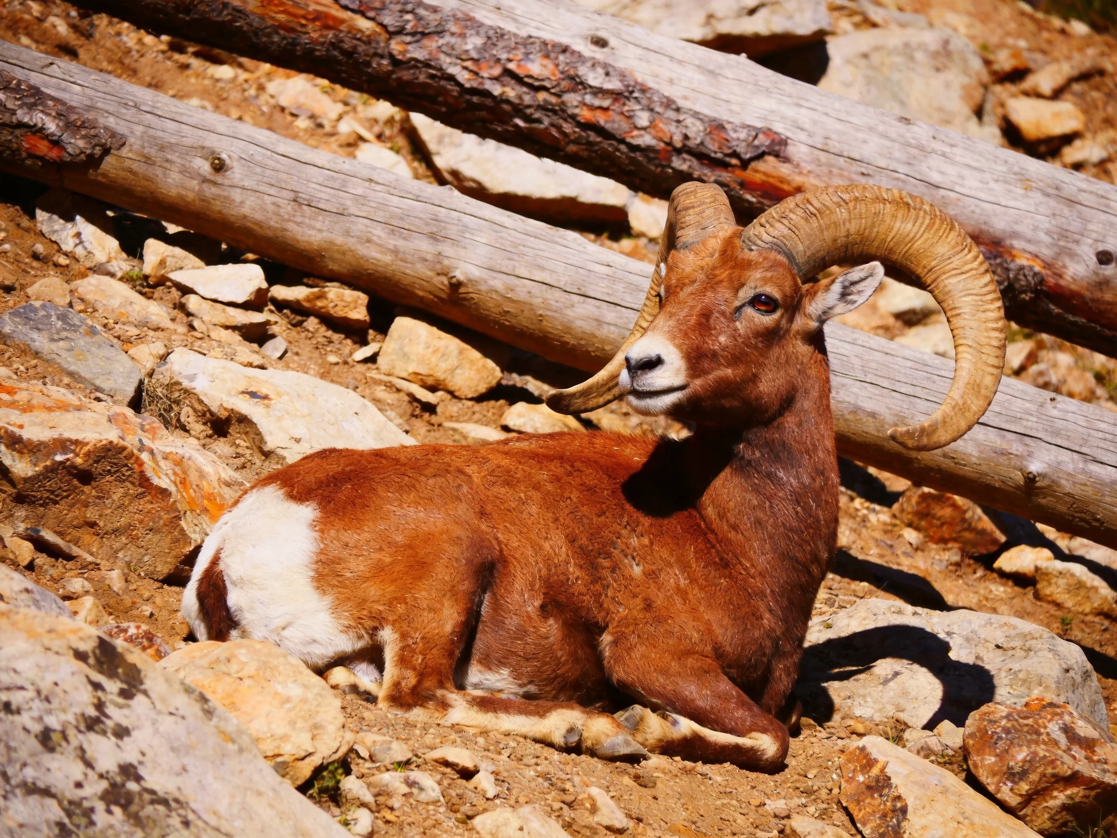 A brown and white horned animal rests near rocks and logs