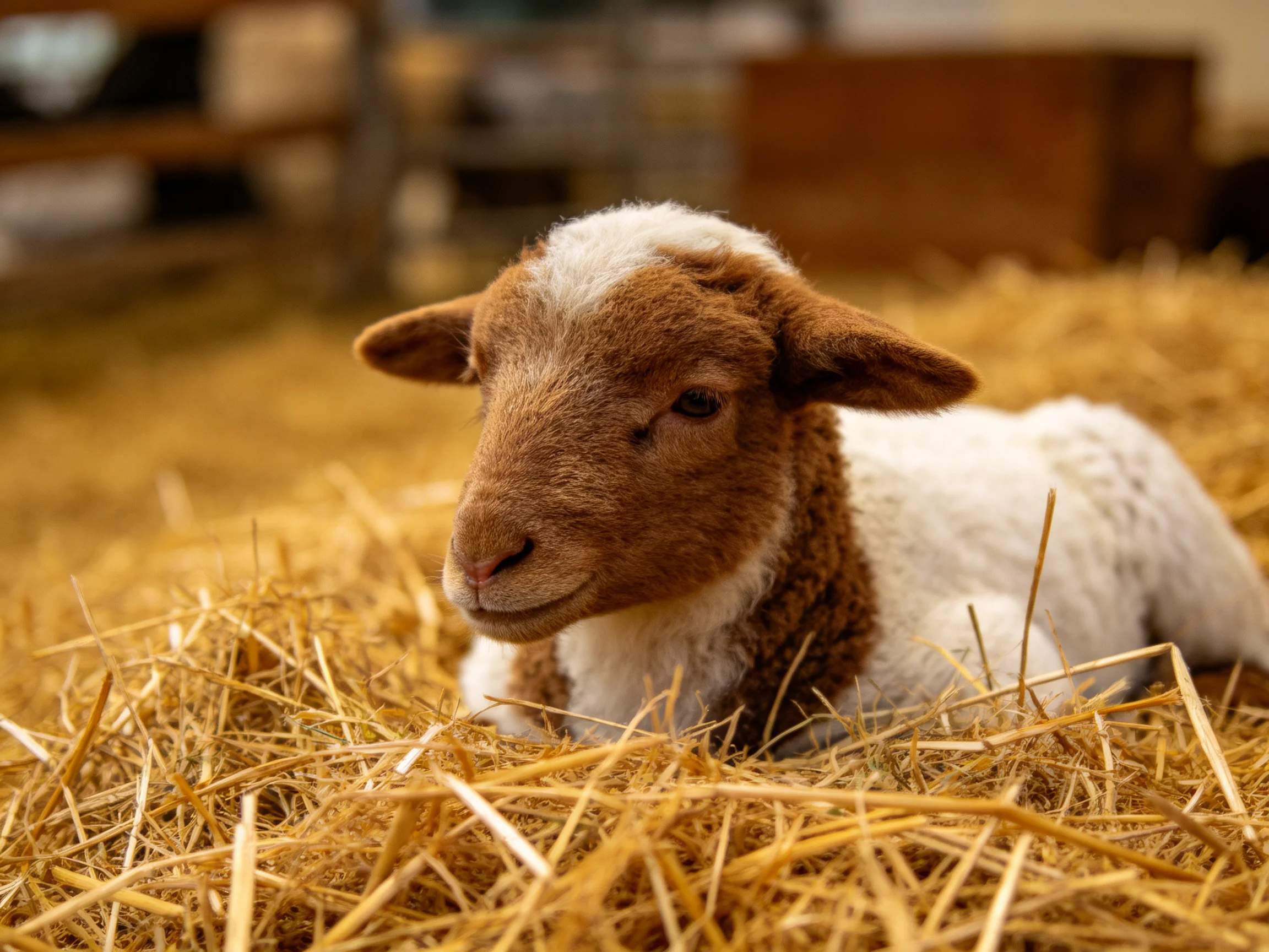 A brown and white lamb rests on golden straw in a barn