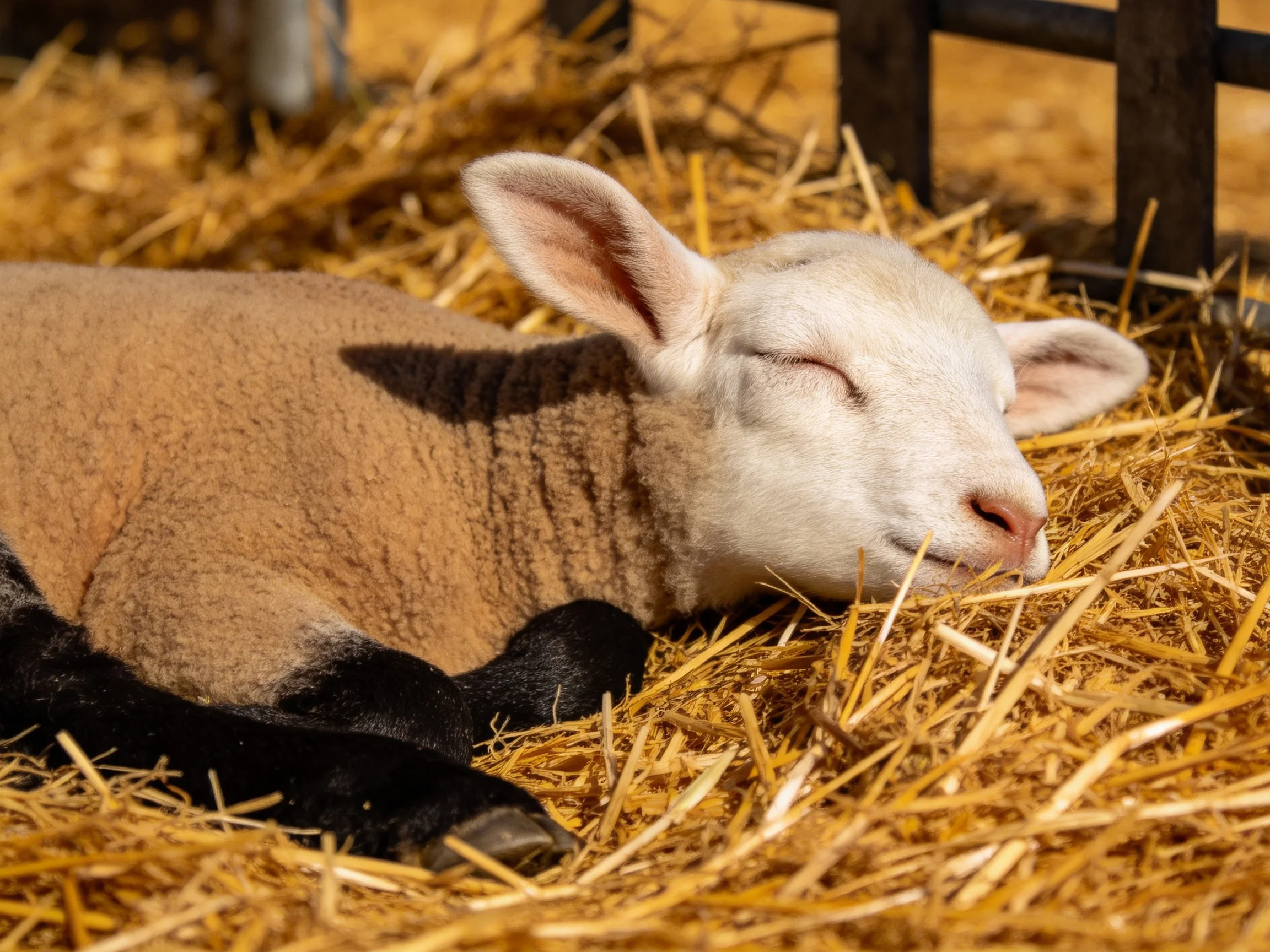 A brown-and-white lamb rests on golden straw near a dark fence
