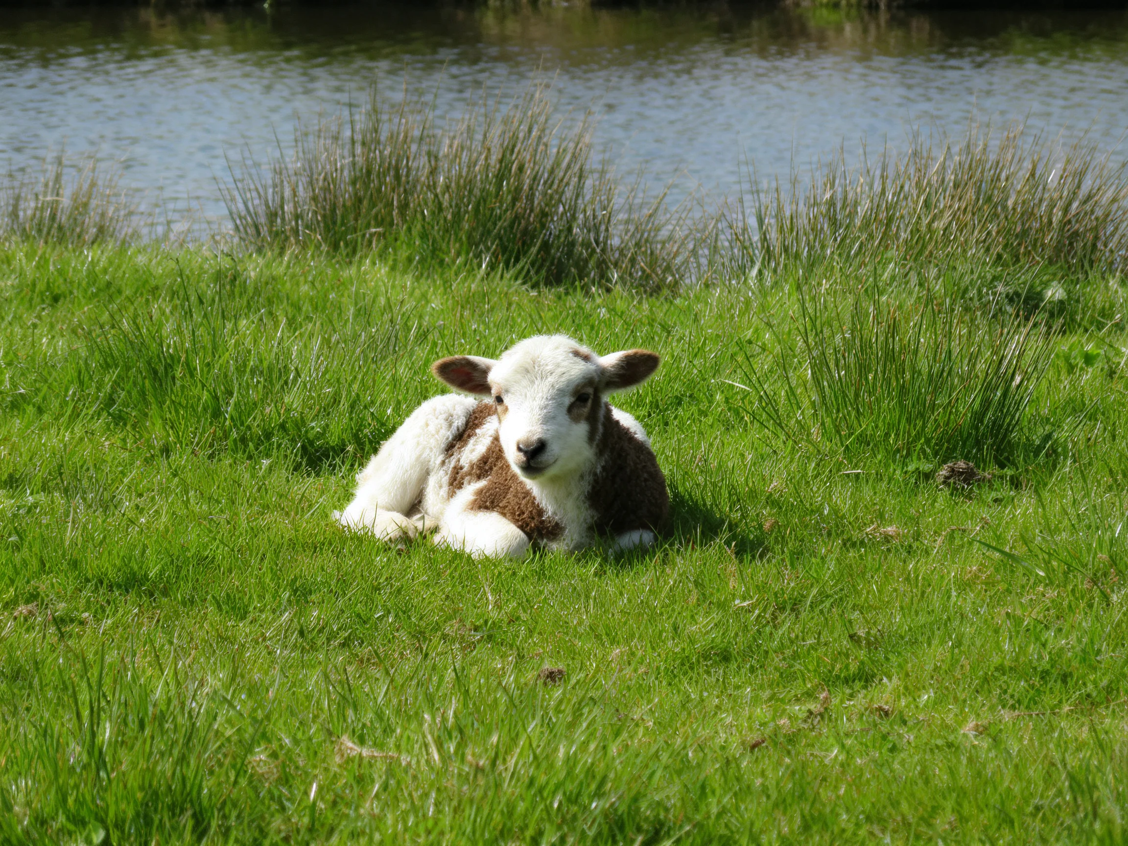 A brown-and-white lamb rests on lush green grass near calm water