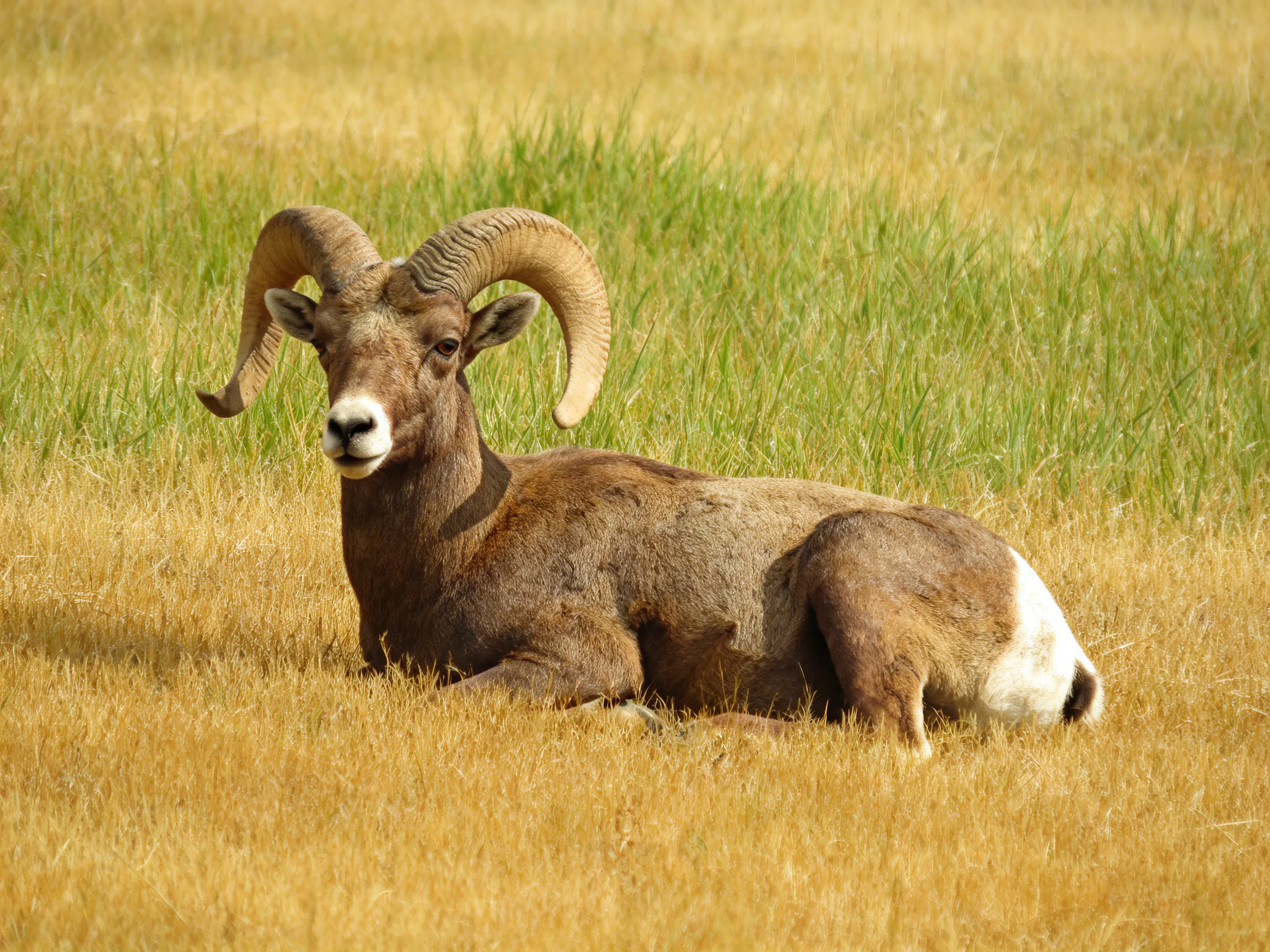 A brown bighorn ram rests amid golden and green grassy terrain