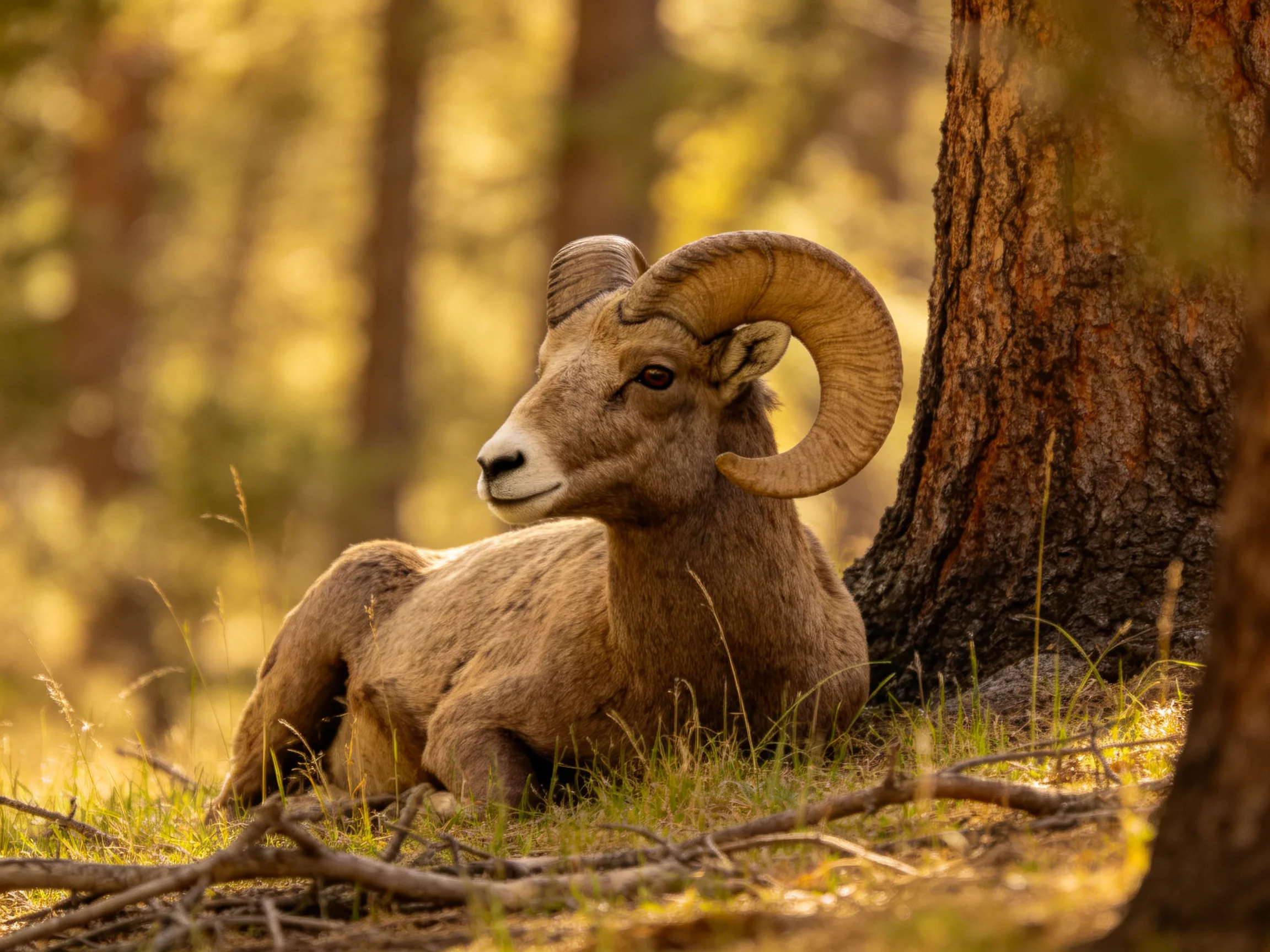 A brown bighorn ram rests near a large tree in a sun-dappled forest