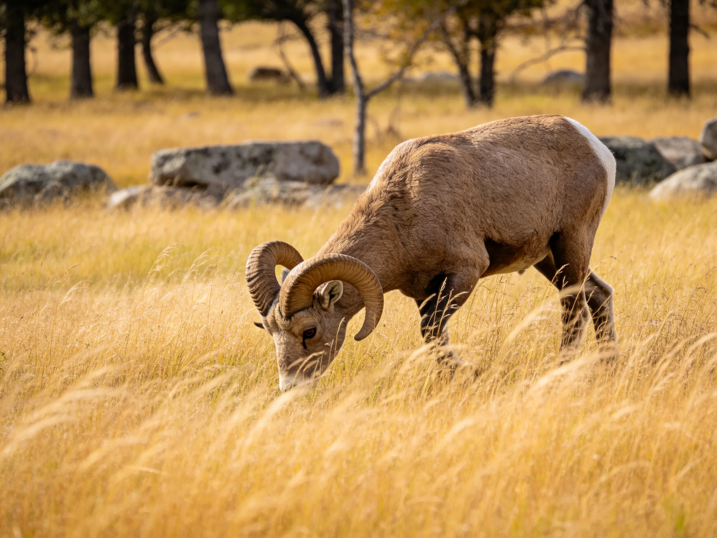 A brown bighorn sheep grazes in golden grass near rocks and trees