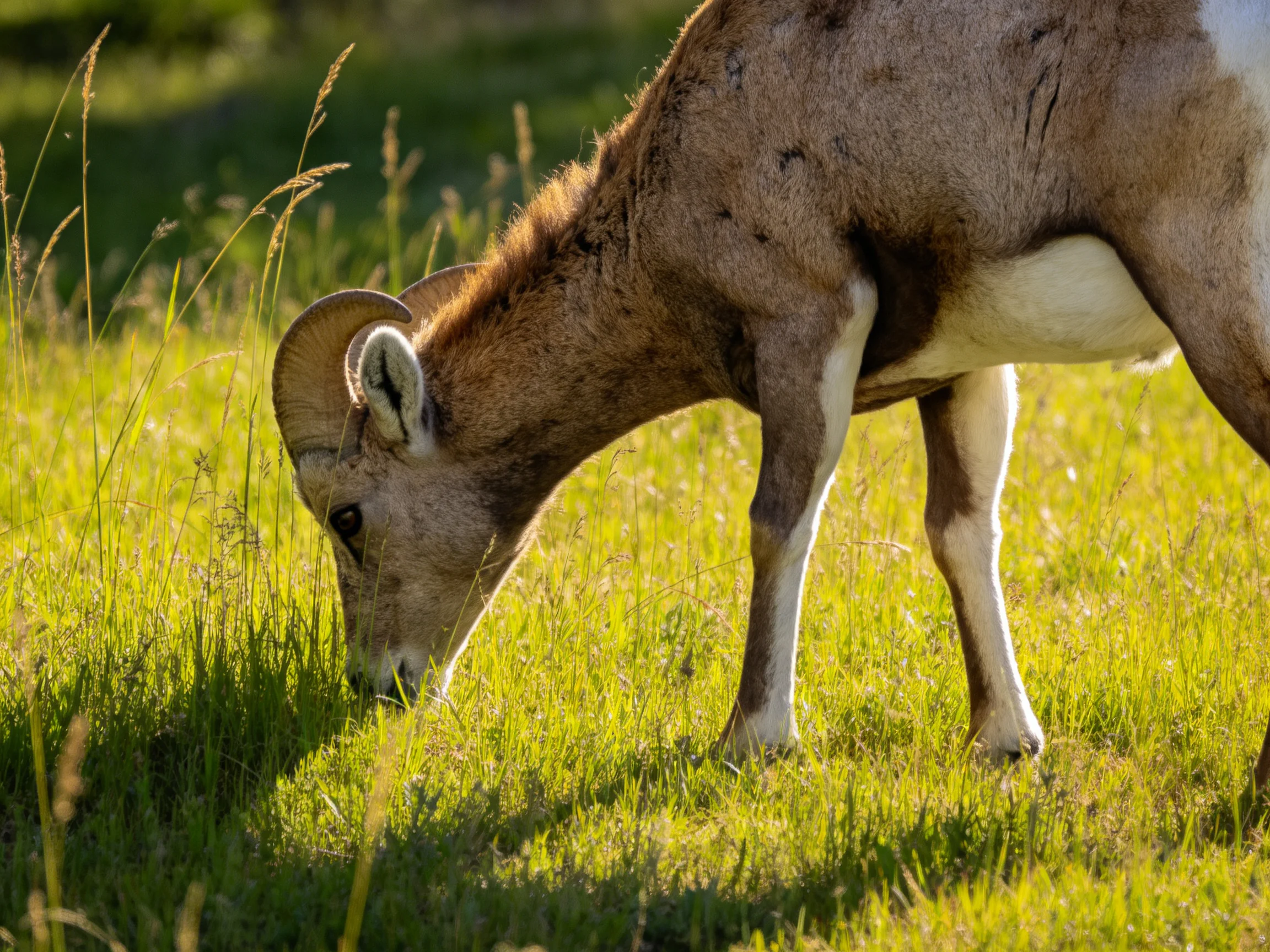 A brown bighorn sheep grazing in sunlit green meadow