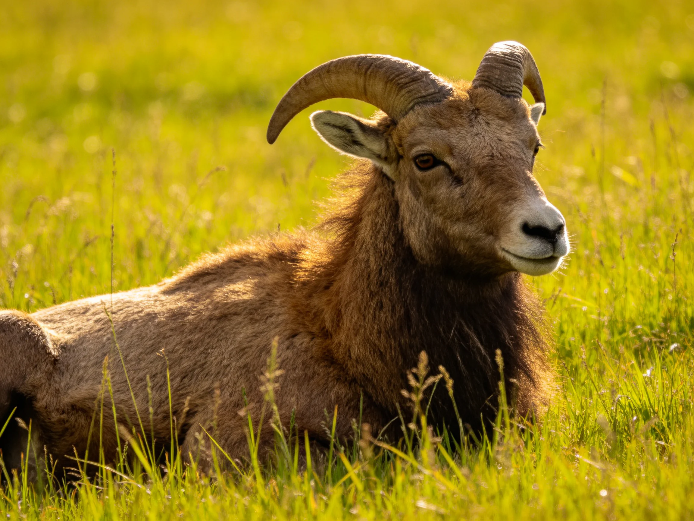 A brown bighorn sheep resting in golden-green meadow grass