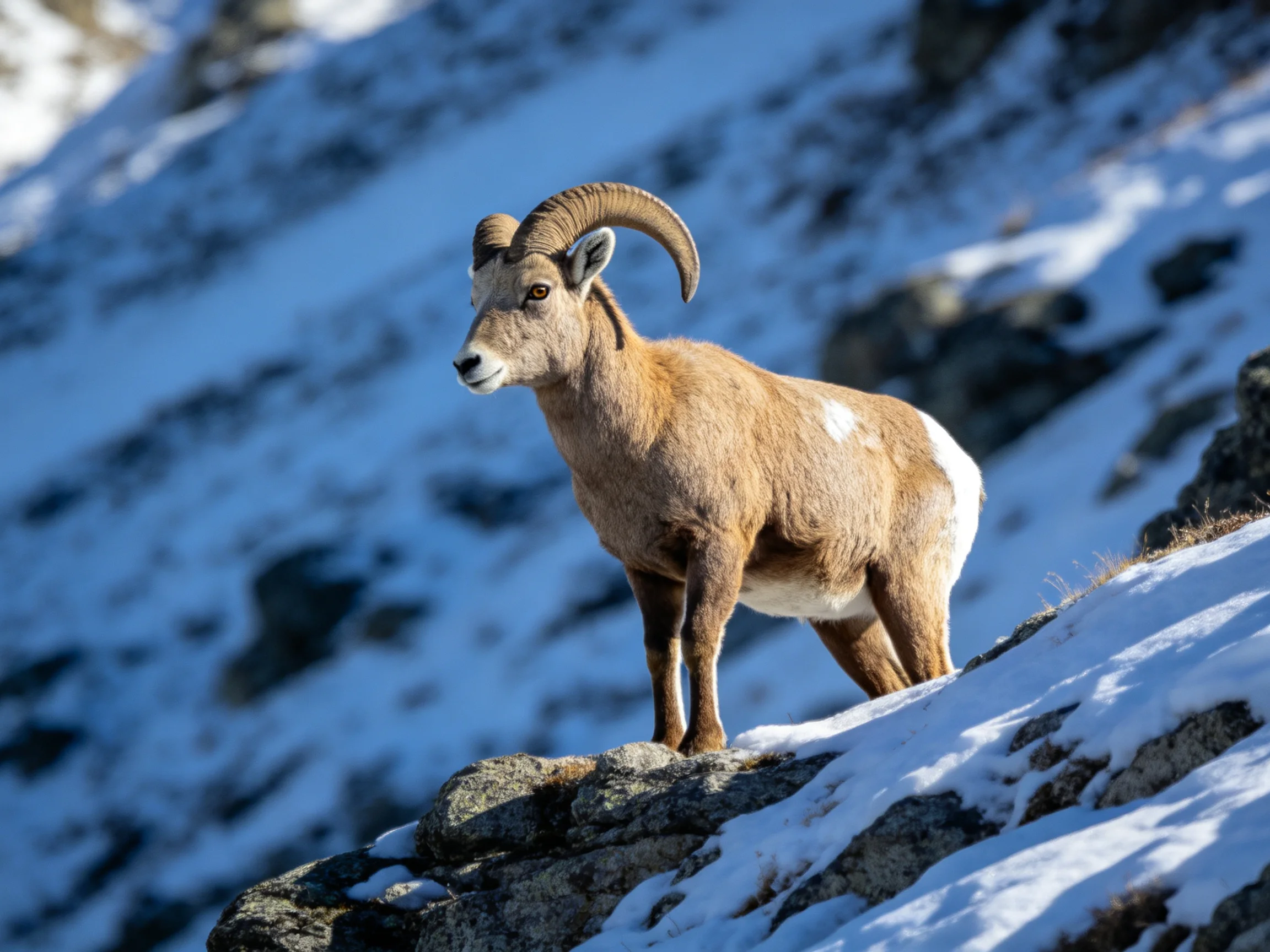A brown bighorn sheep with curved horns on a snowy rocky slope