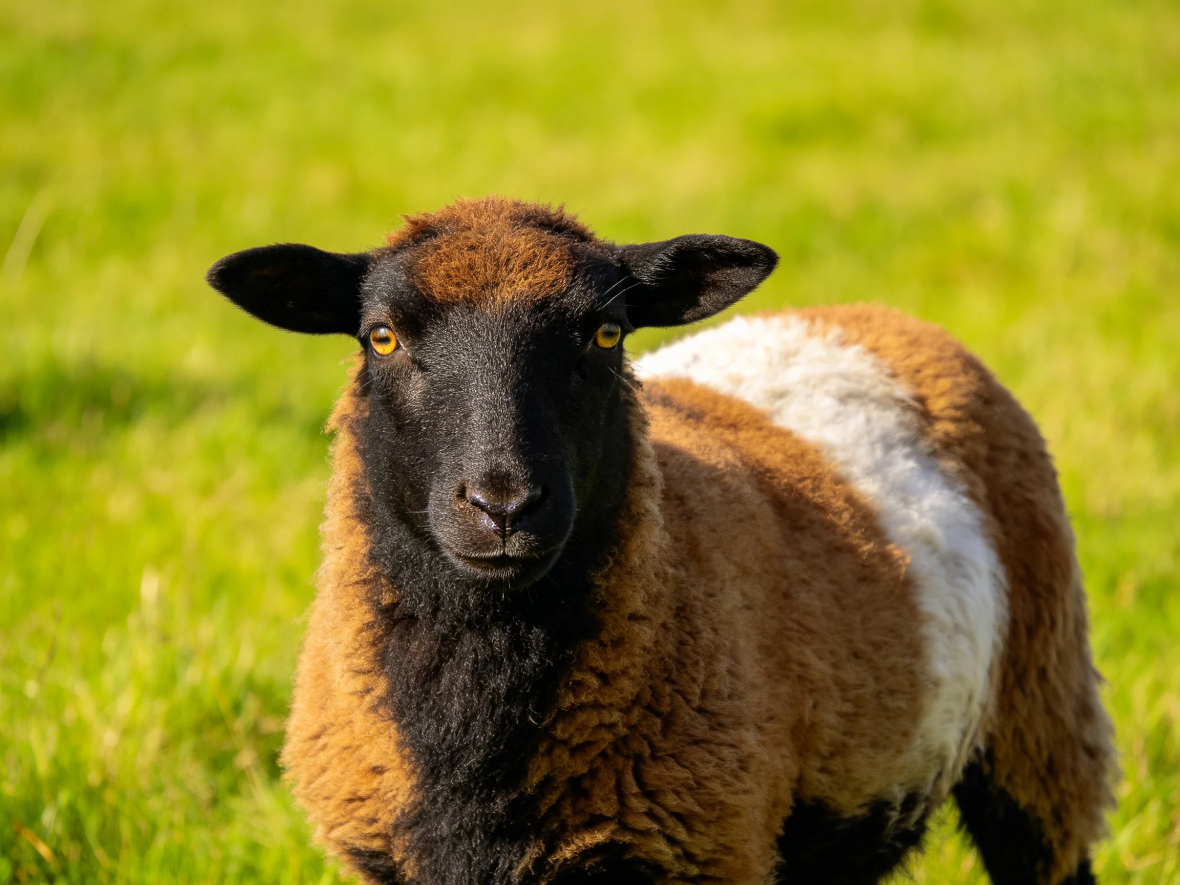 A multicolored sheep stands in a sunlit green pasture.