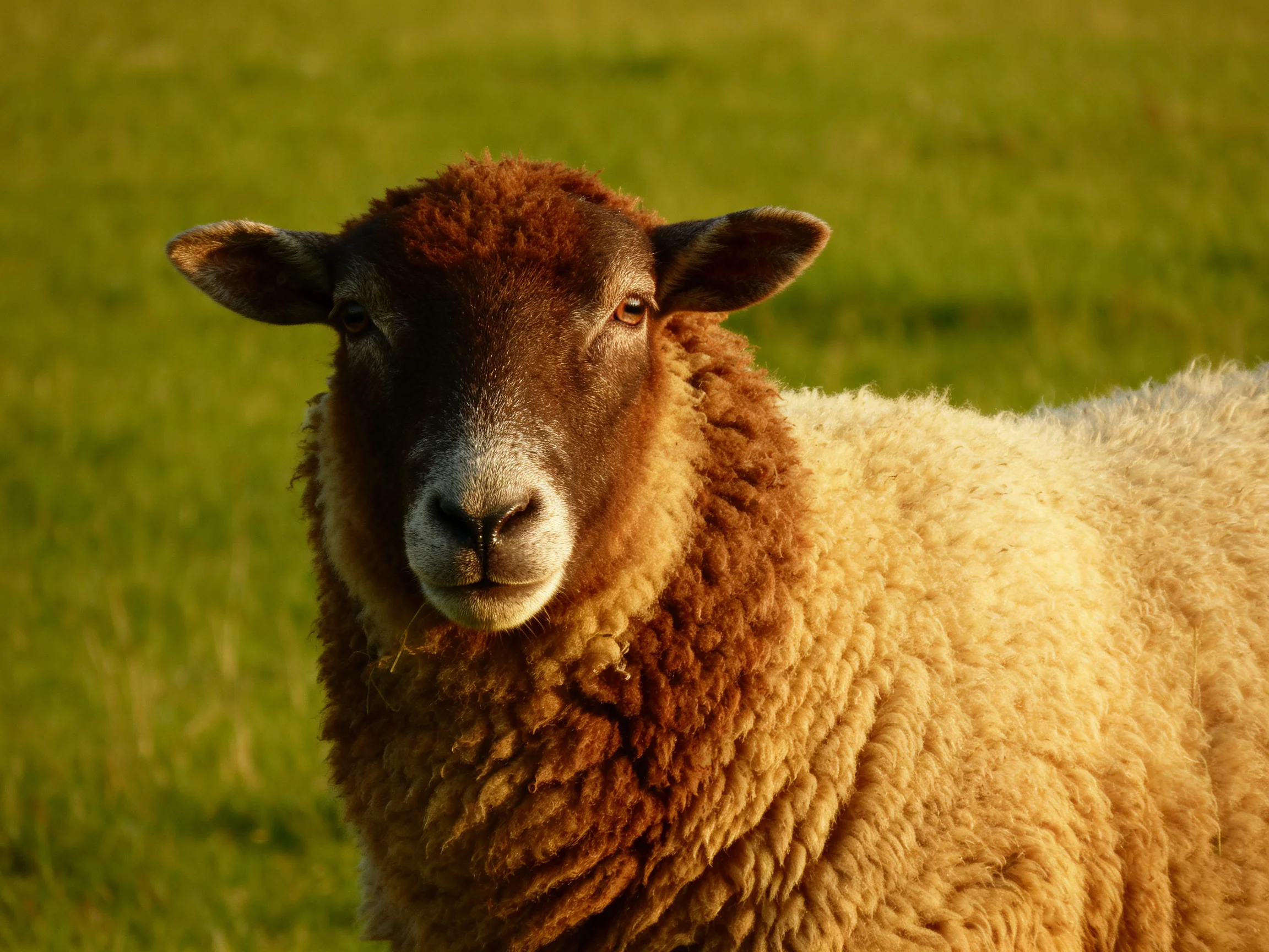 A brown-faced sheep with cream-colored wool in a green pasture