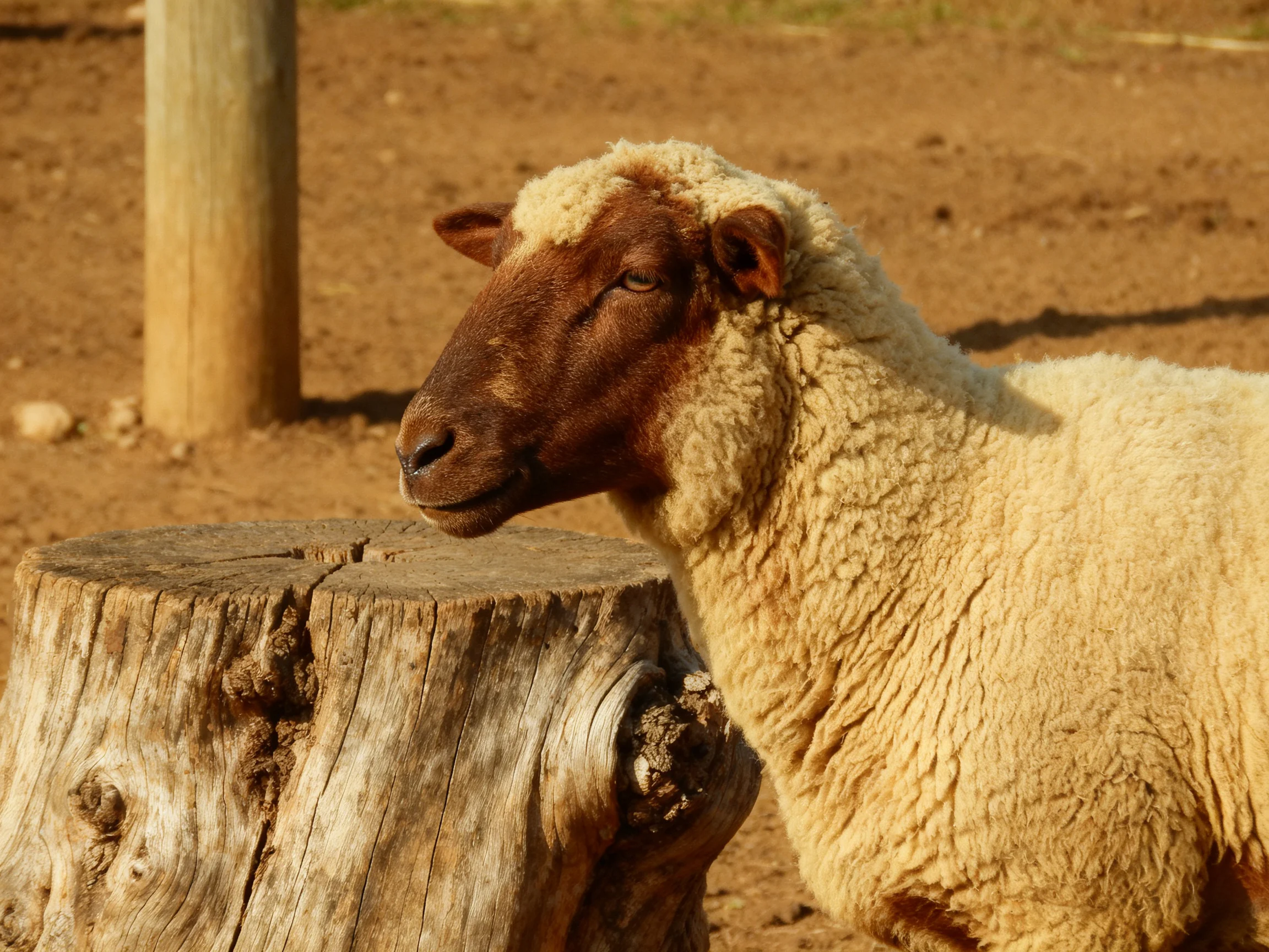 A brown-faced sheep with cream wool near a weathered tree stump