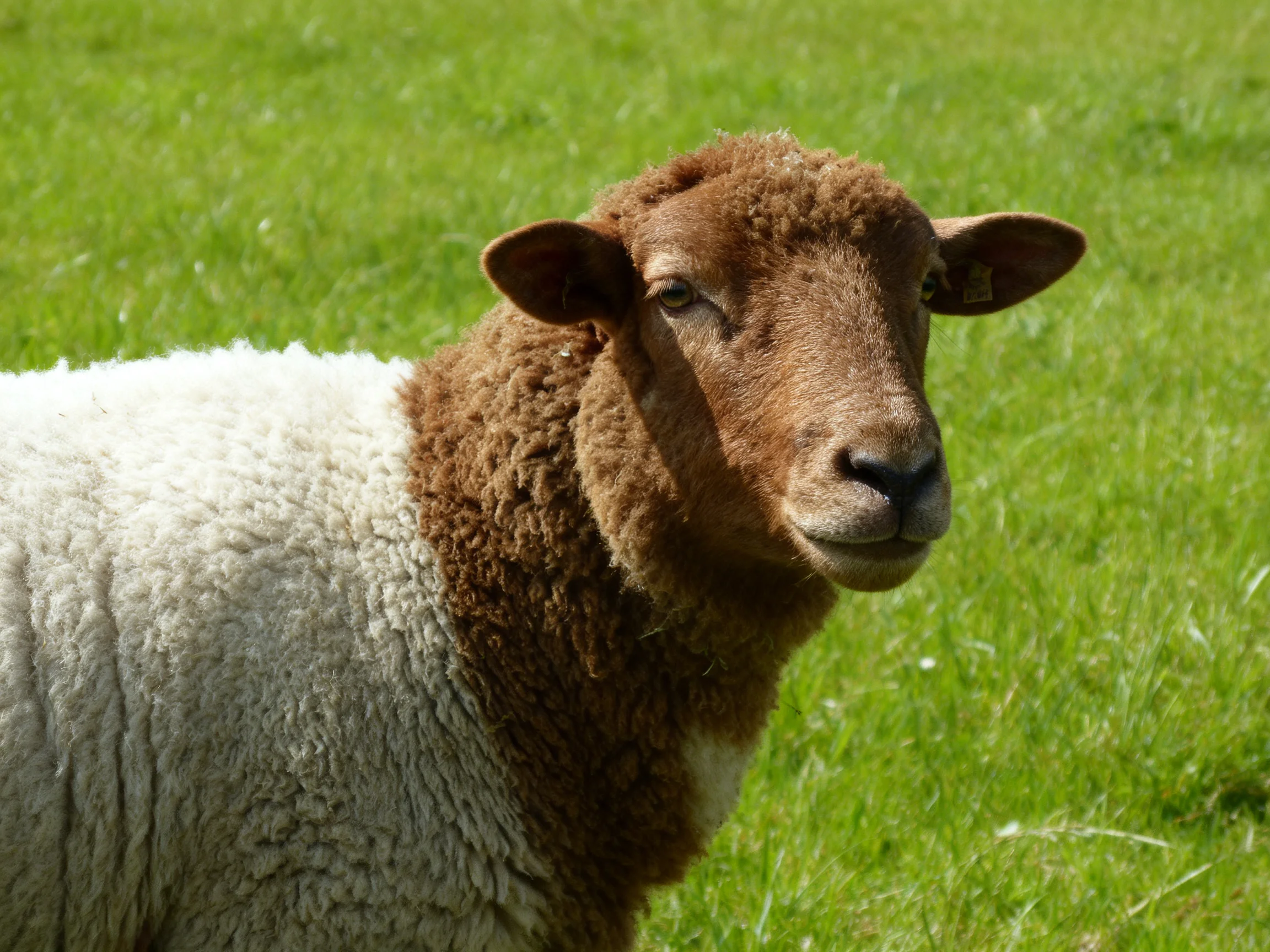 A brown-faced sheep with white wool stands in lush green grass