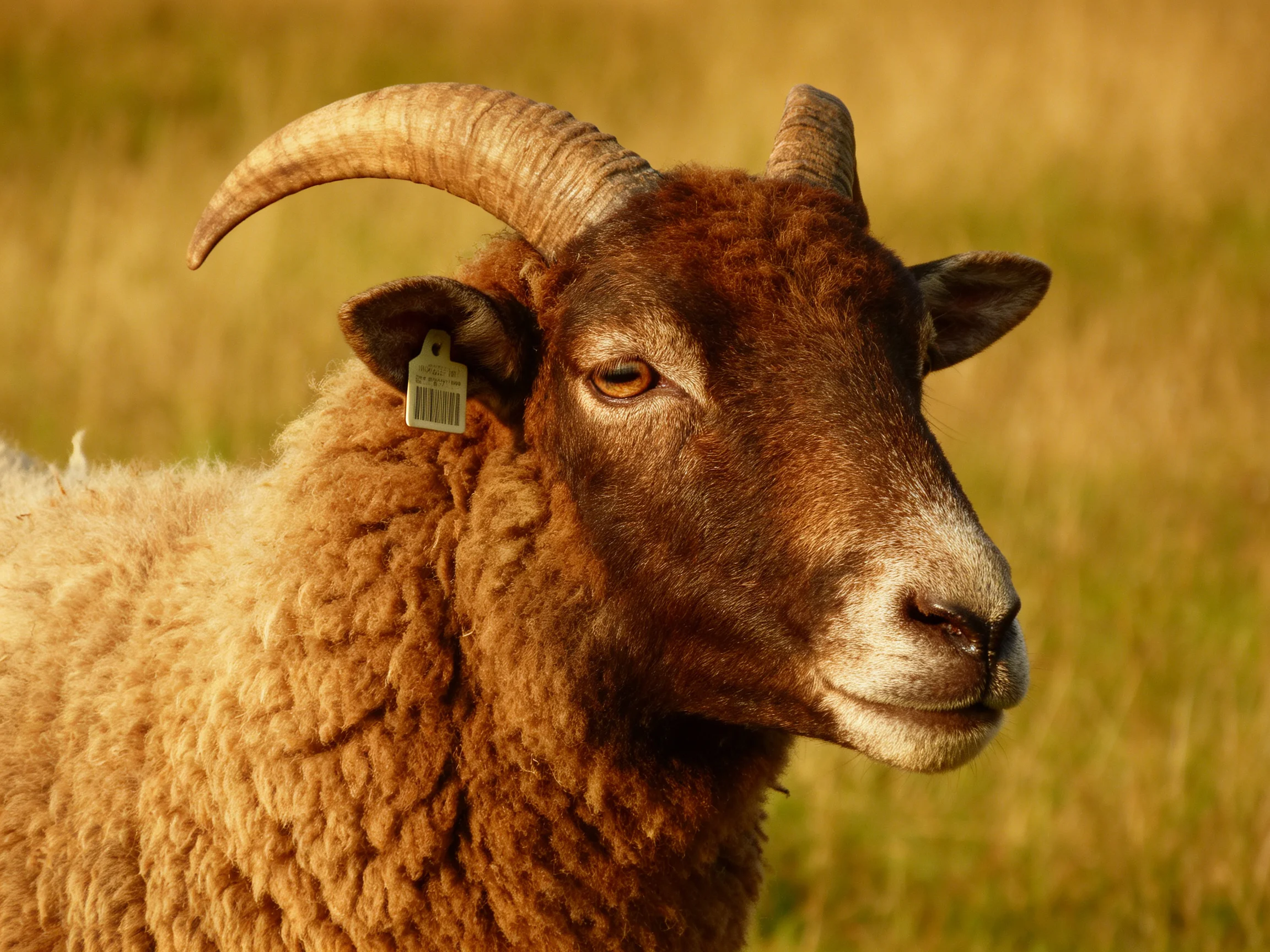 A brown-furred sheep with large curved horns in golden grass